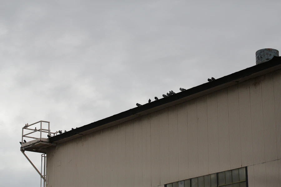Pest birds roosting along the roofline of a commercial building