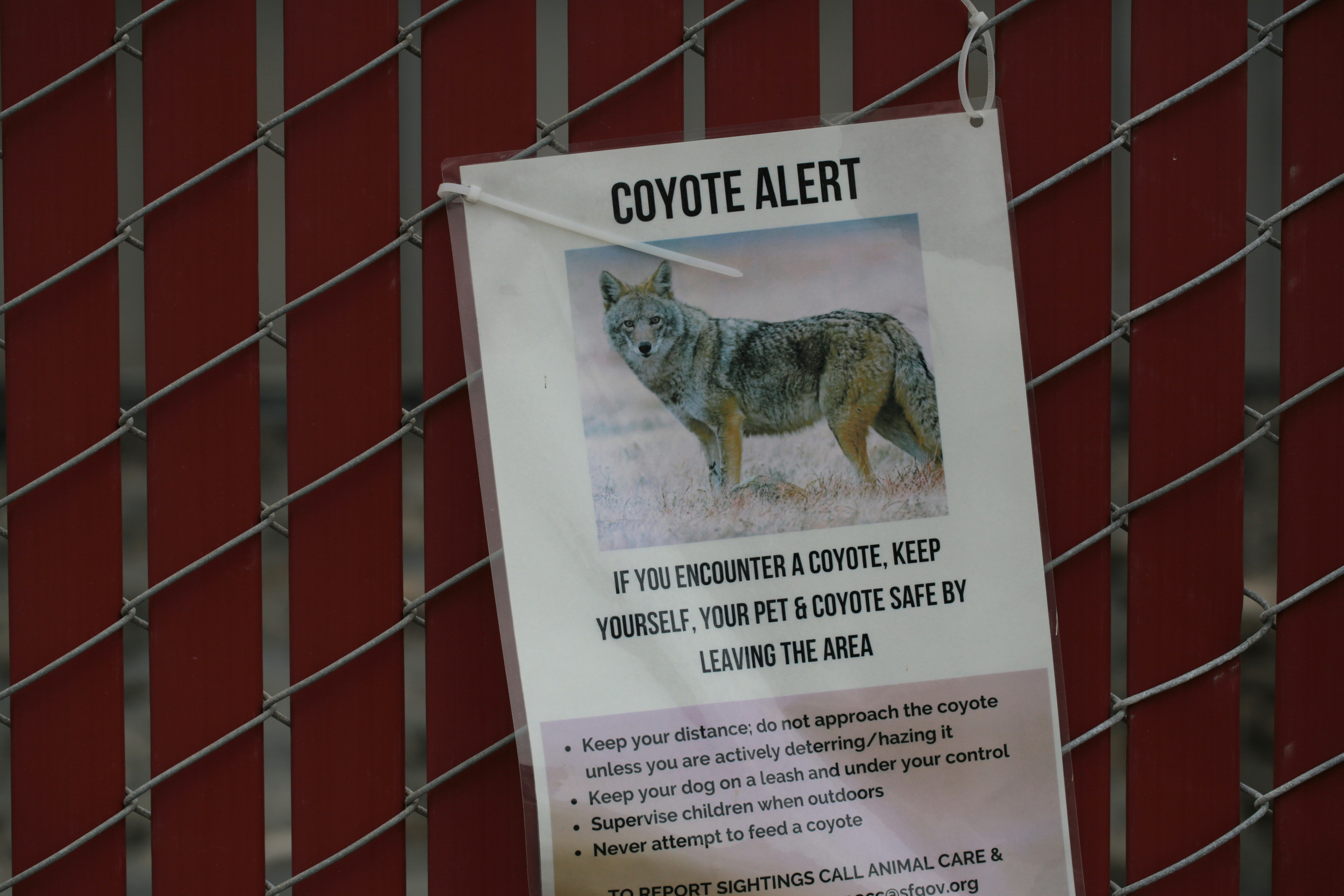 Coyote alert sign with text and coyote image.