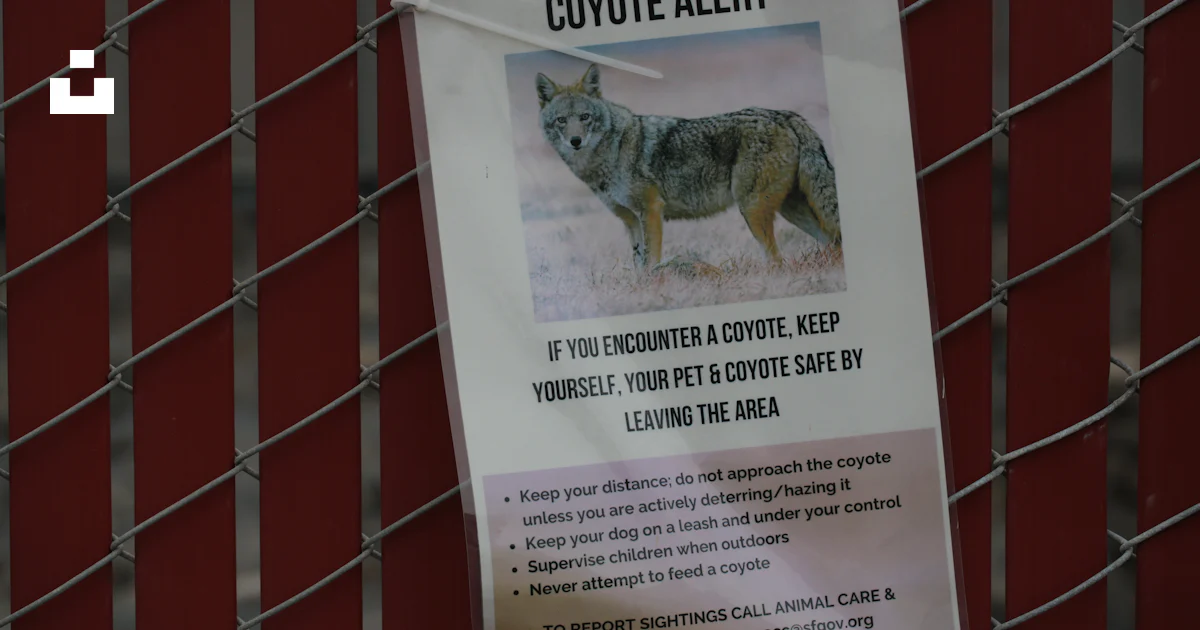 Coyote Sign Coyote alert sign with text and coyote image. photo – Free Wild animal ...