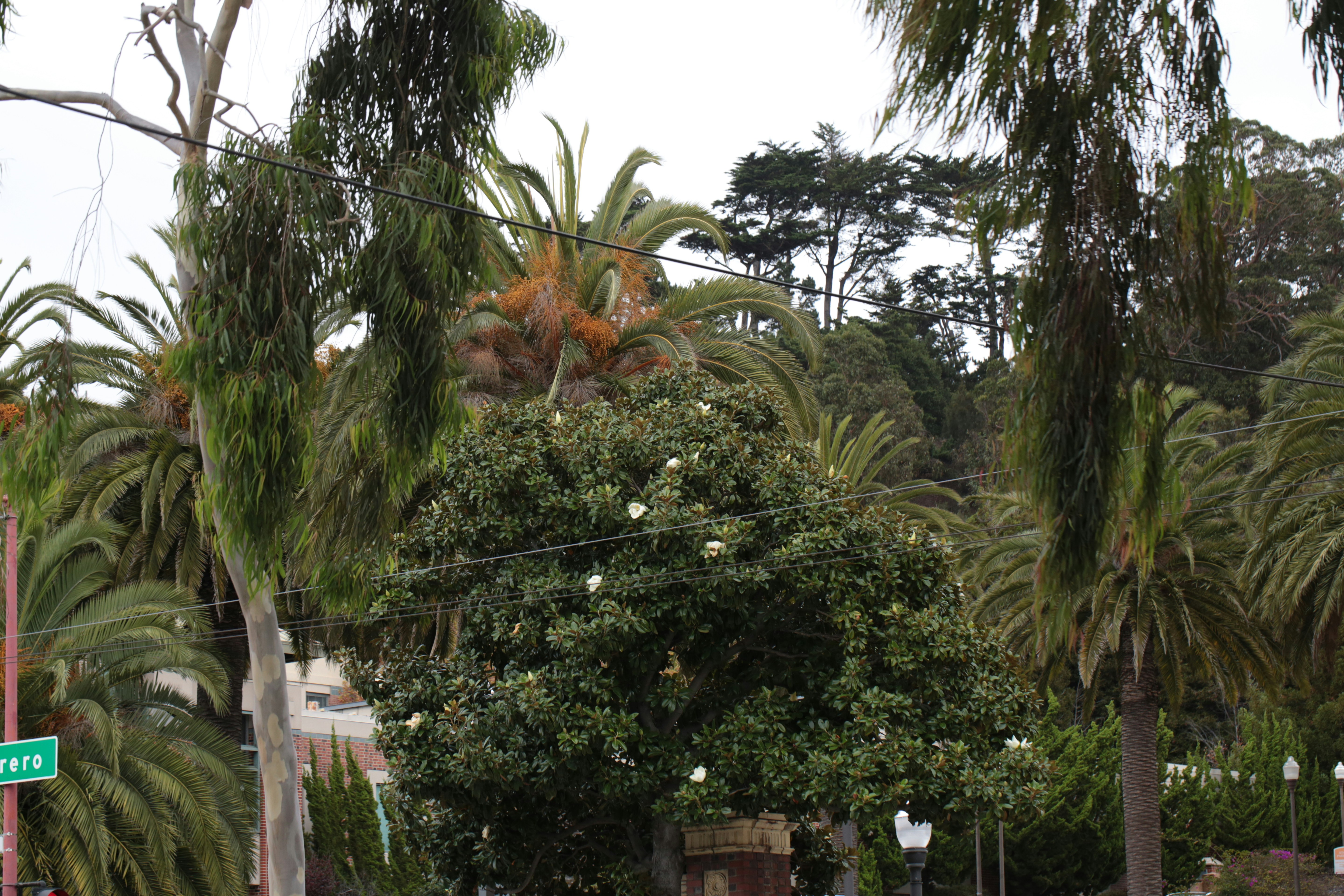 subtropical climate