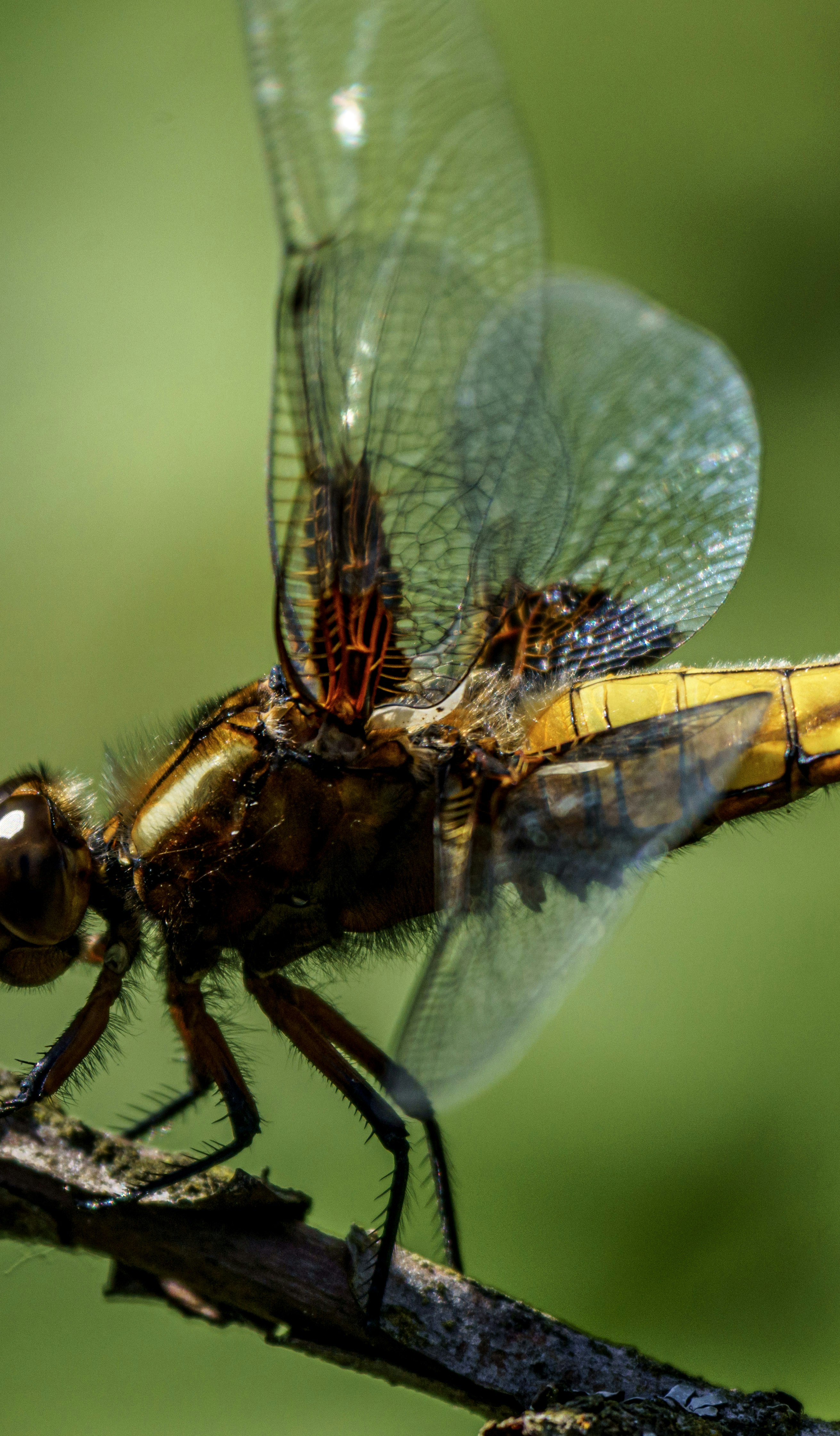 Close up of a dragonfly on a branch