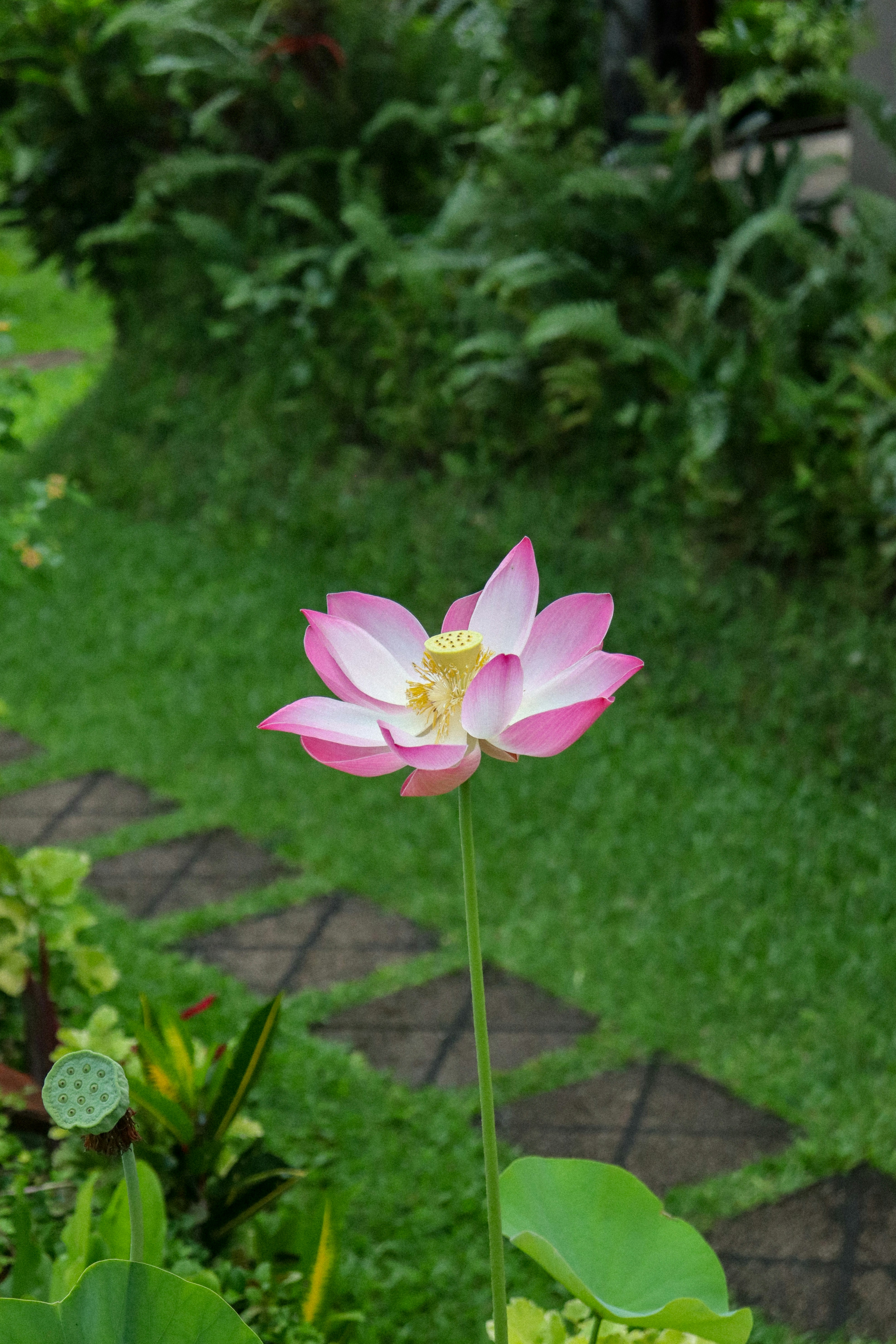 Pink lotus flower blooming in a garden
