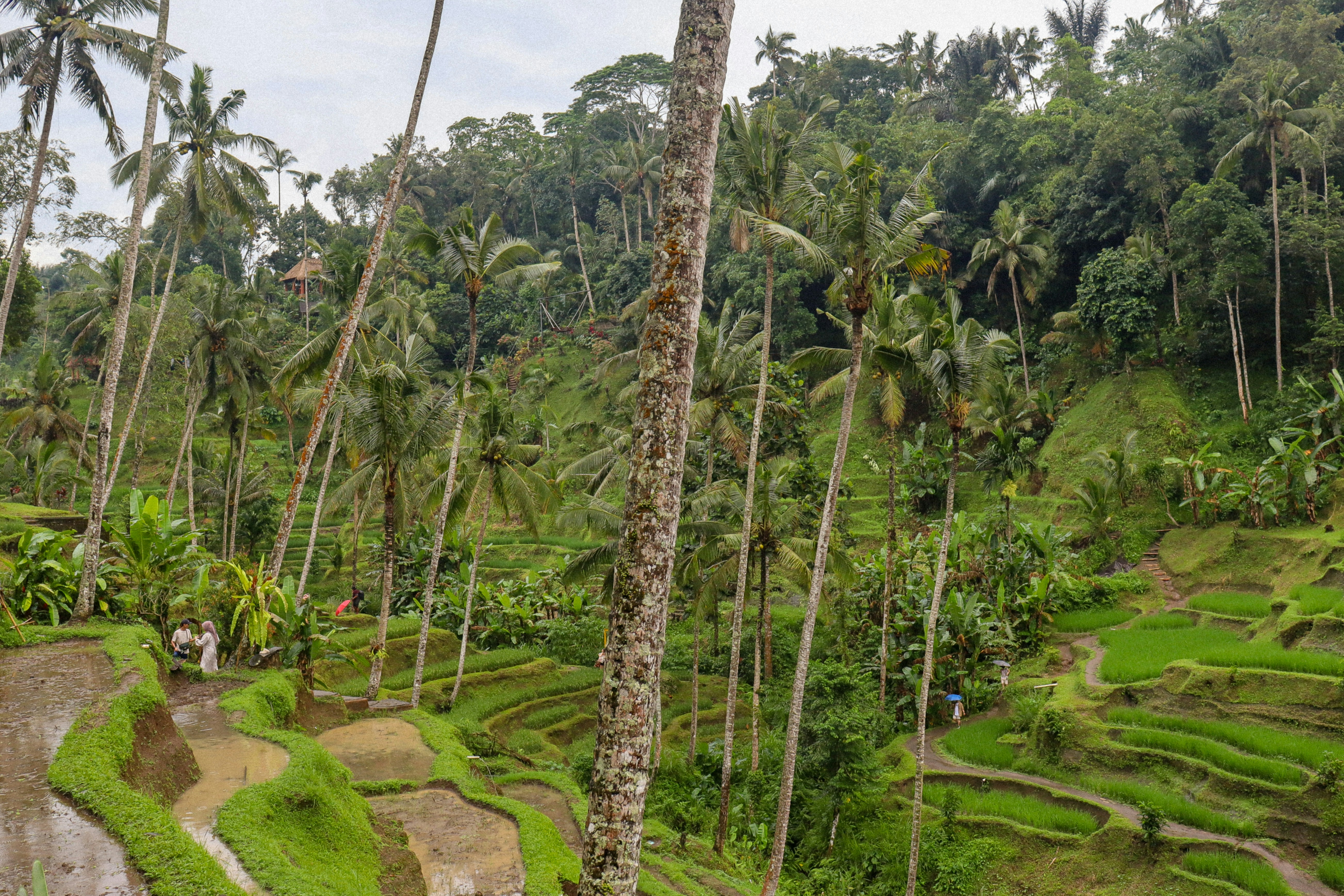 Photo by nicolearangolang