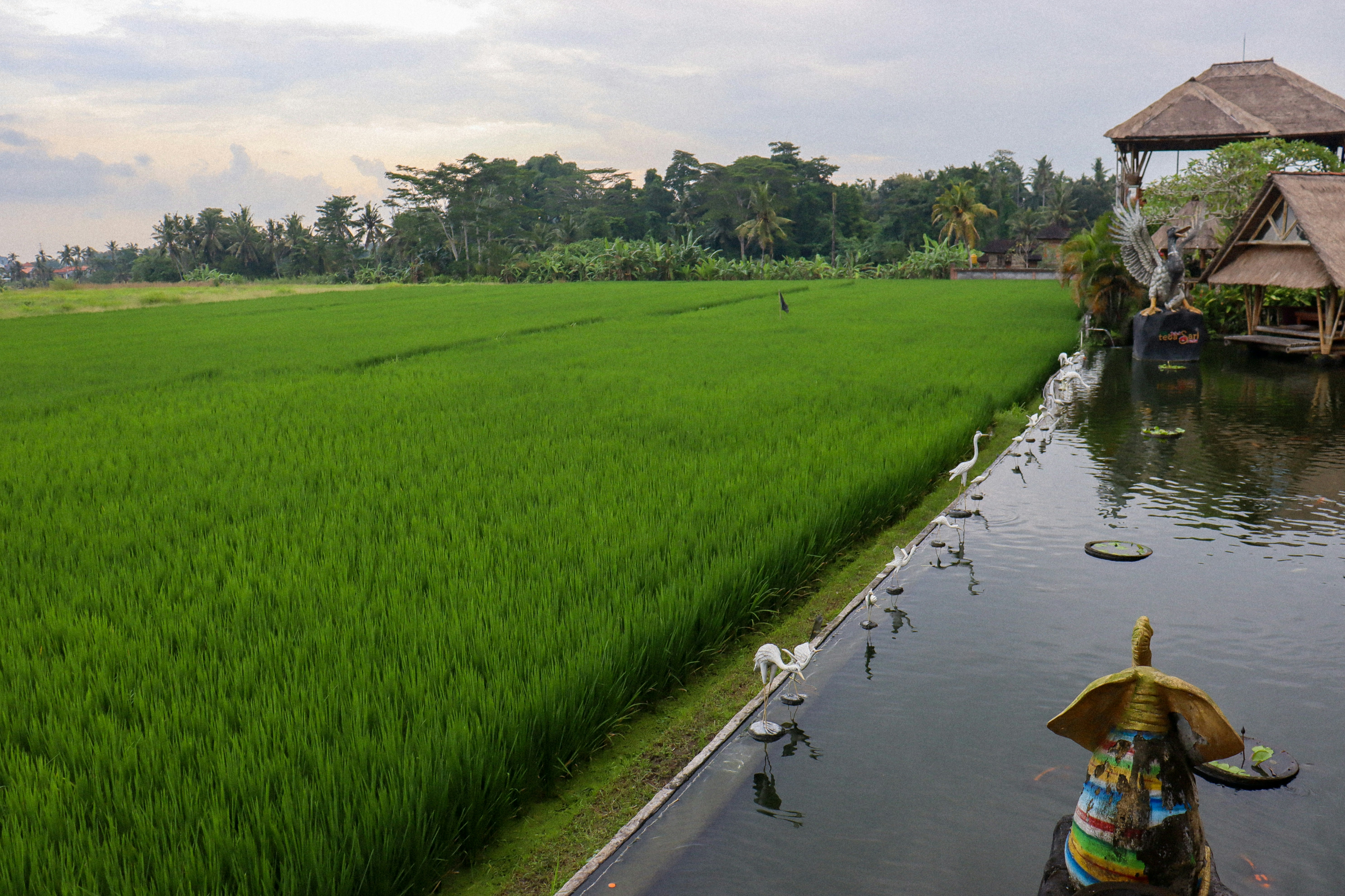 Photo by nicolearangolang