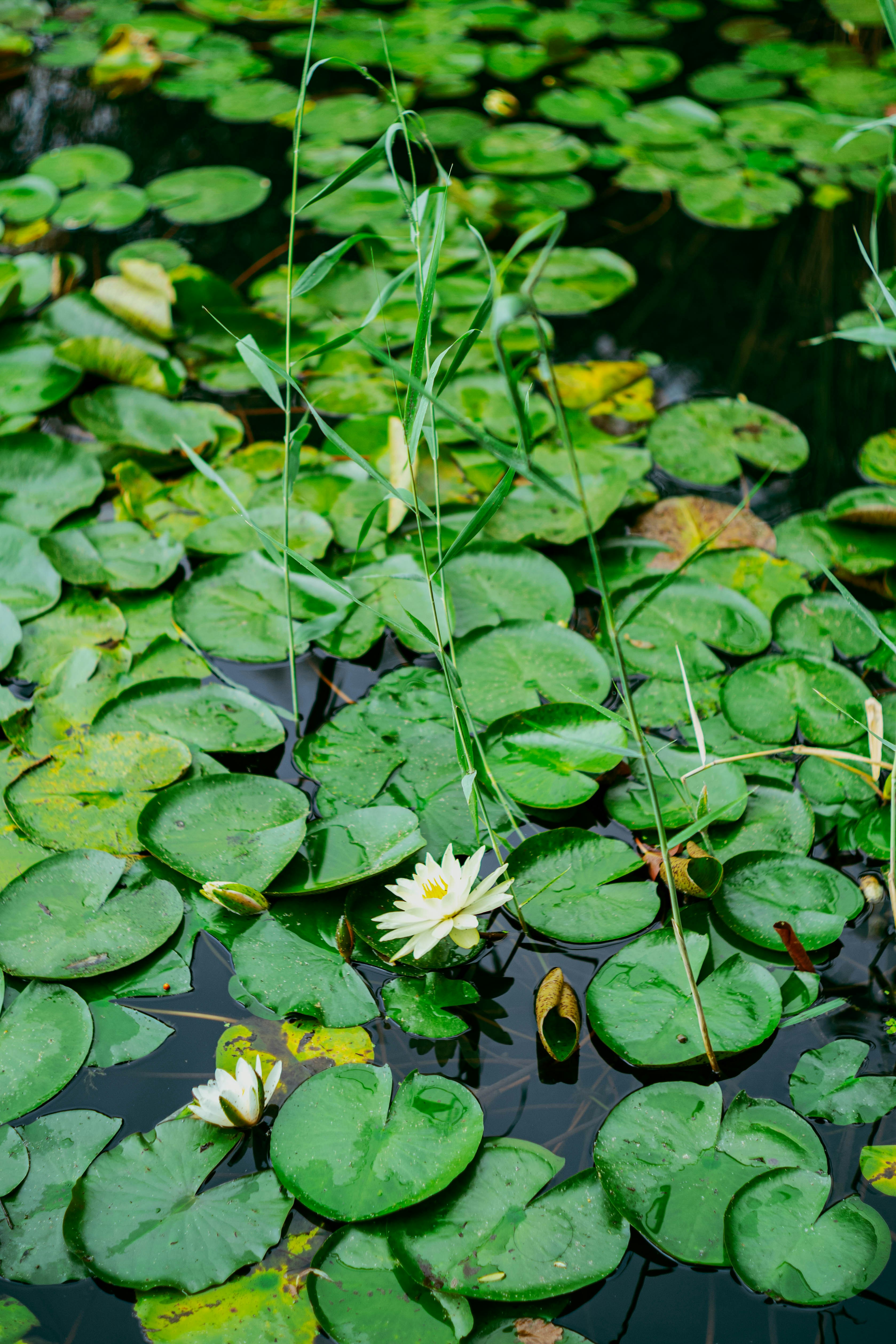 Photo by tommaomaoer