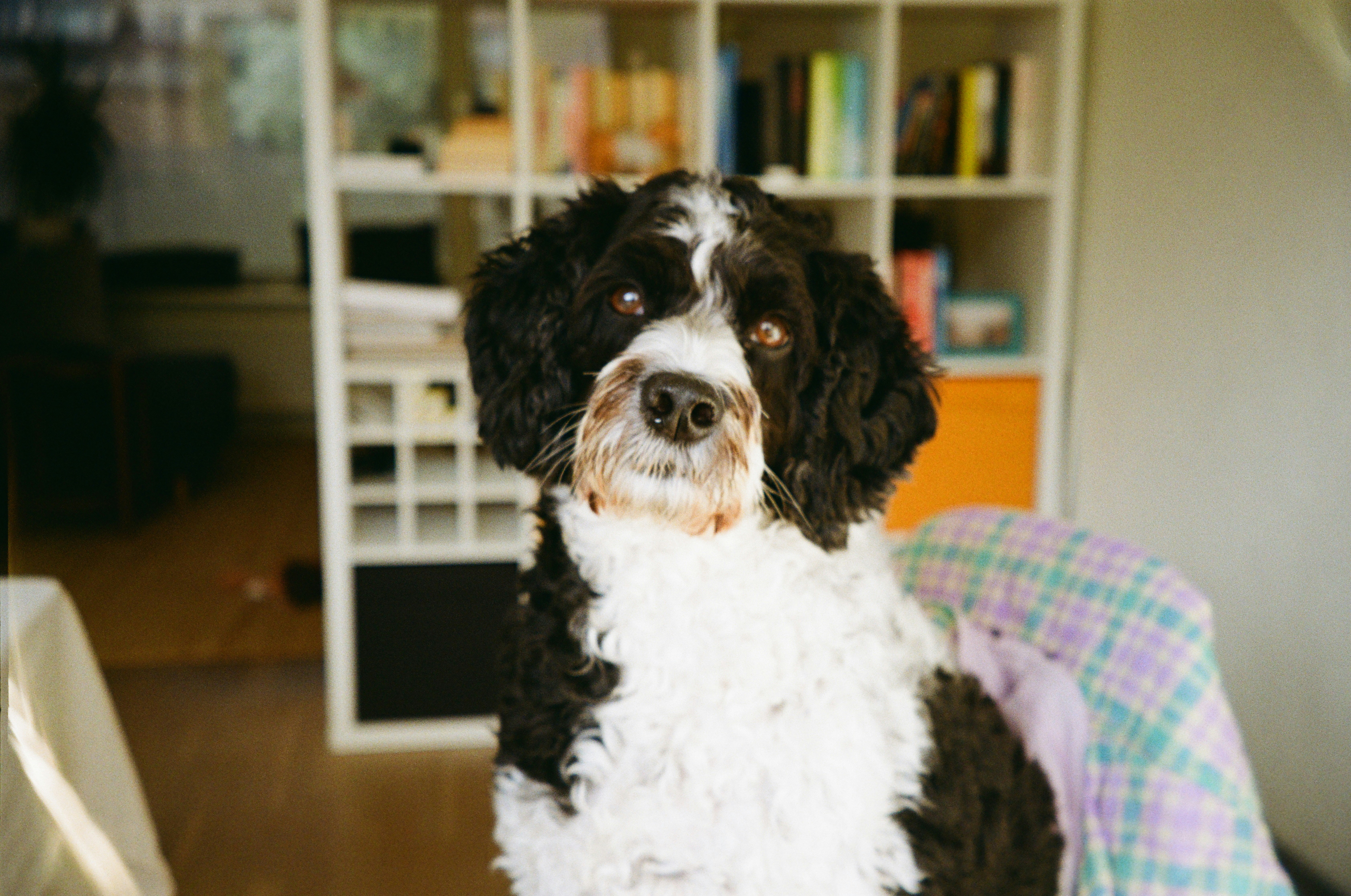 A black and white dog sits looking forward.