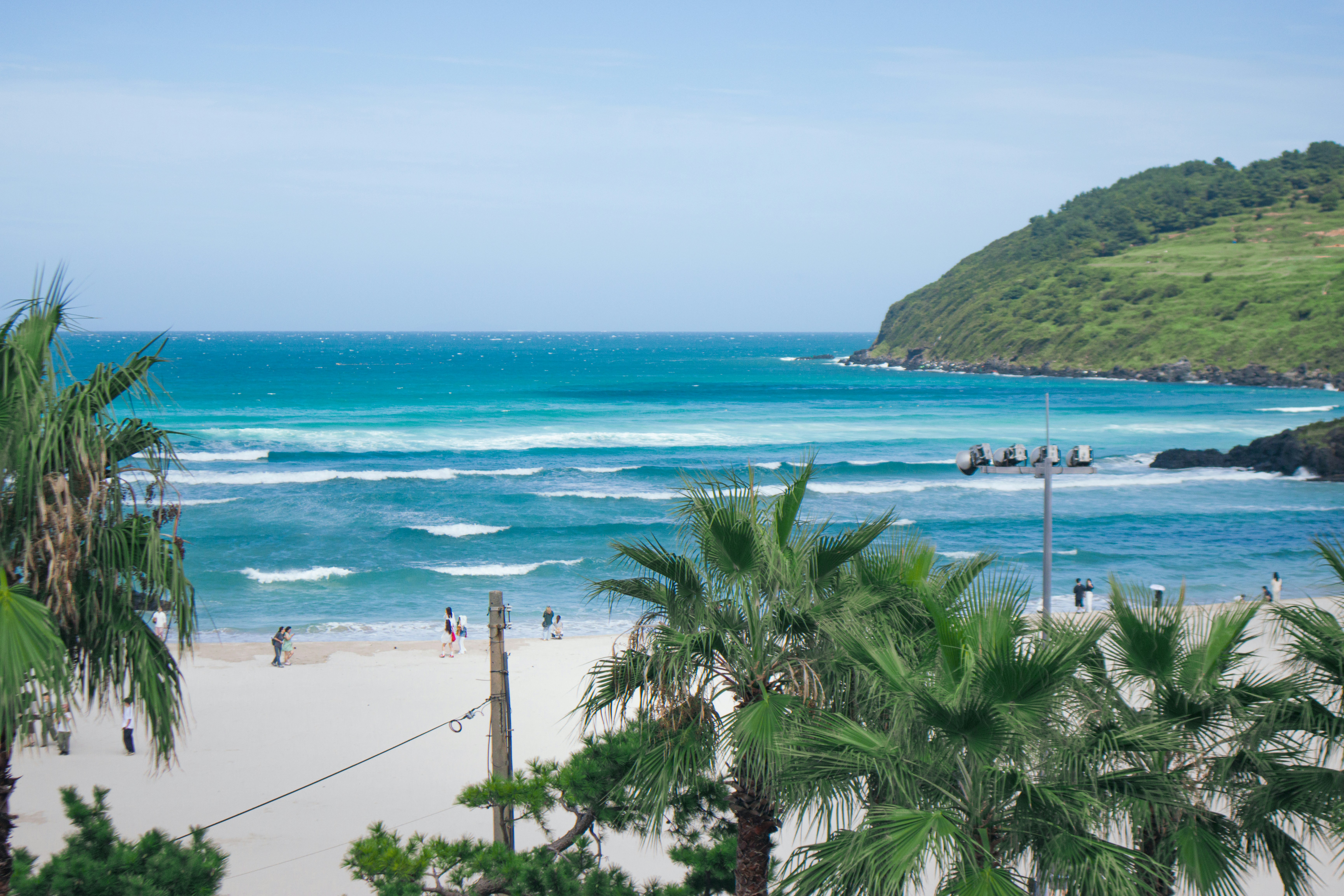 Tropical beach with palm trees and rolling waves