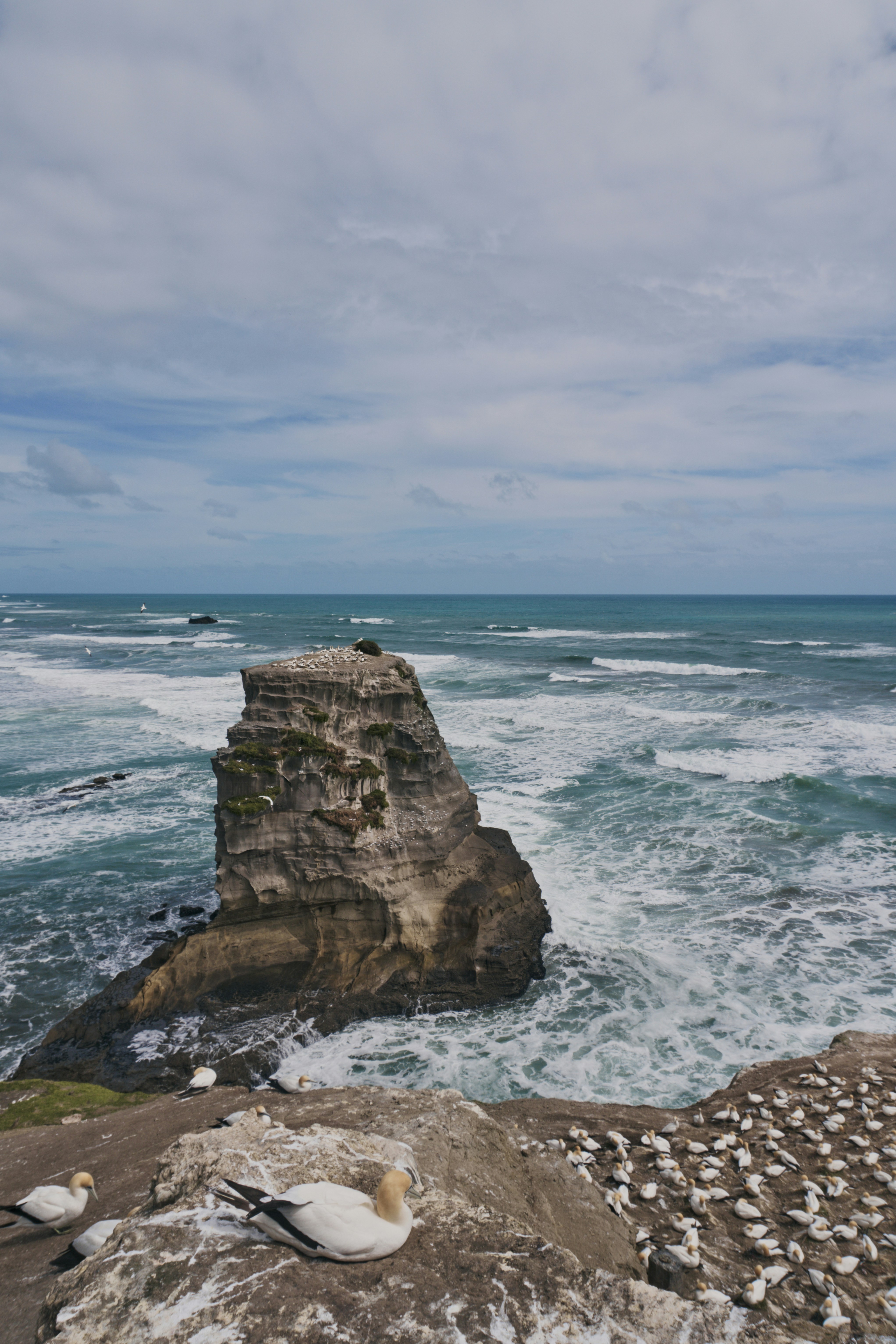 Birds nesting on a rocky coastal cliff overlooking the ocean