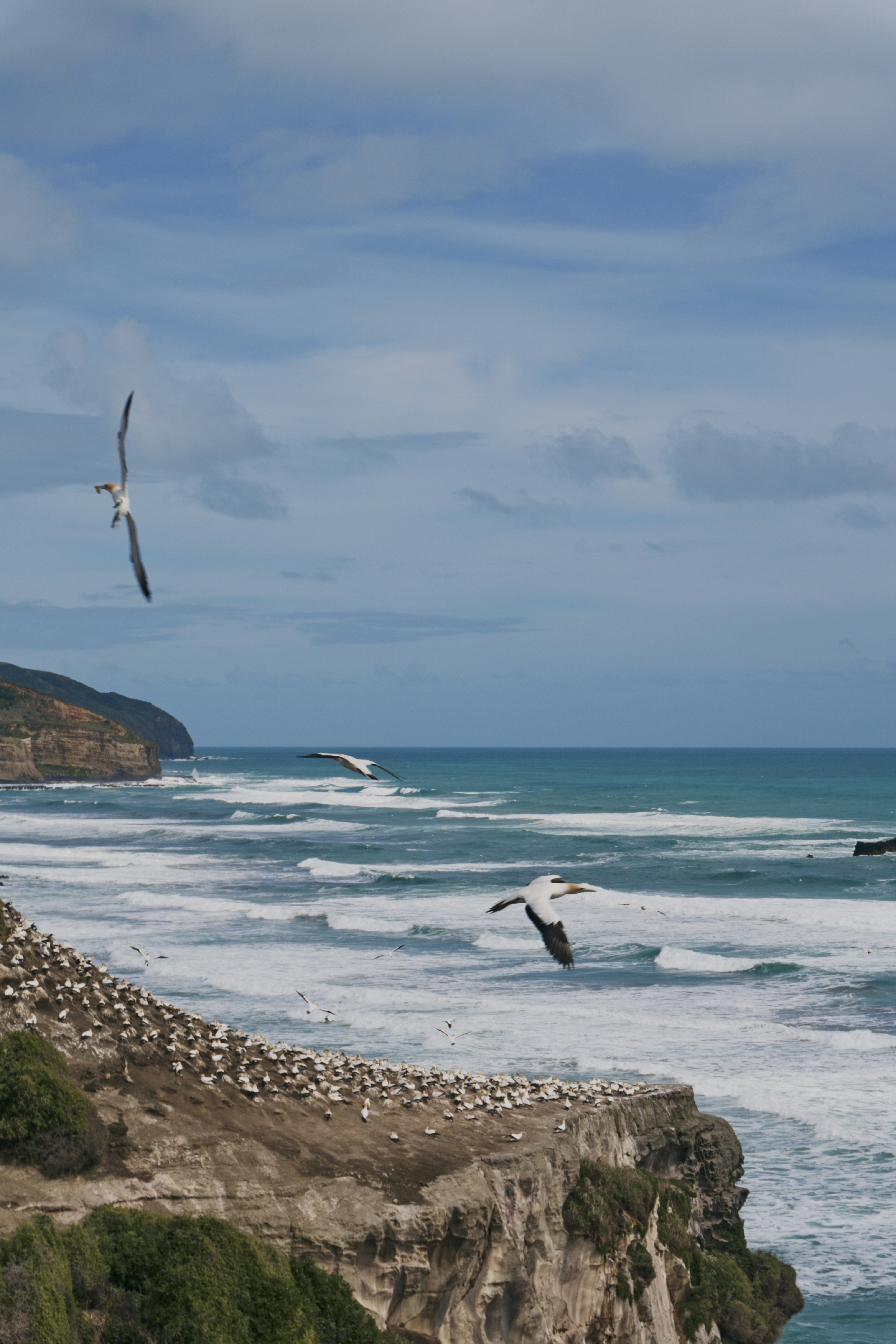Gannets flying over a cliff with ocean waves.