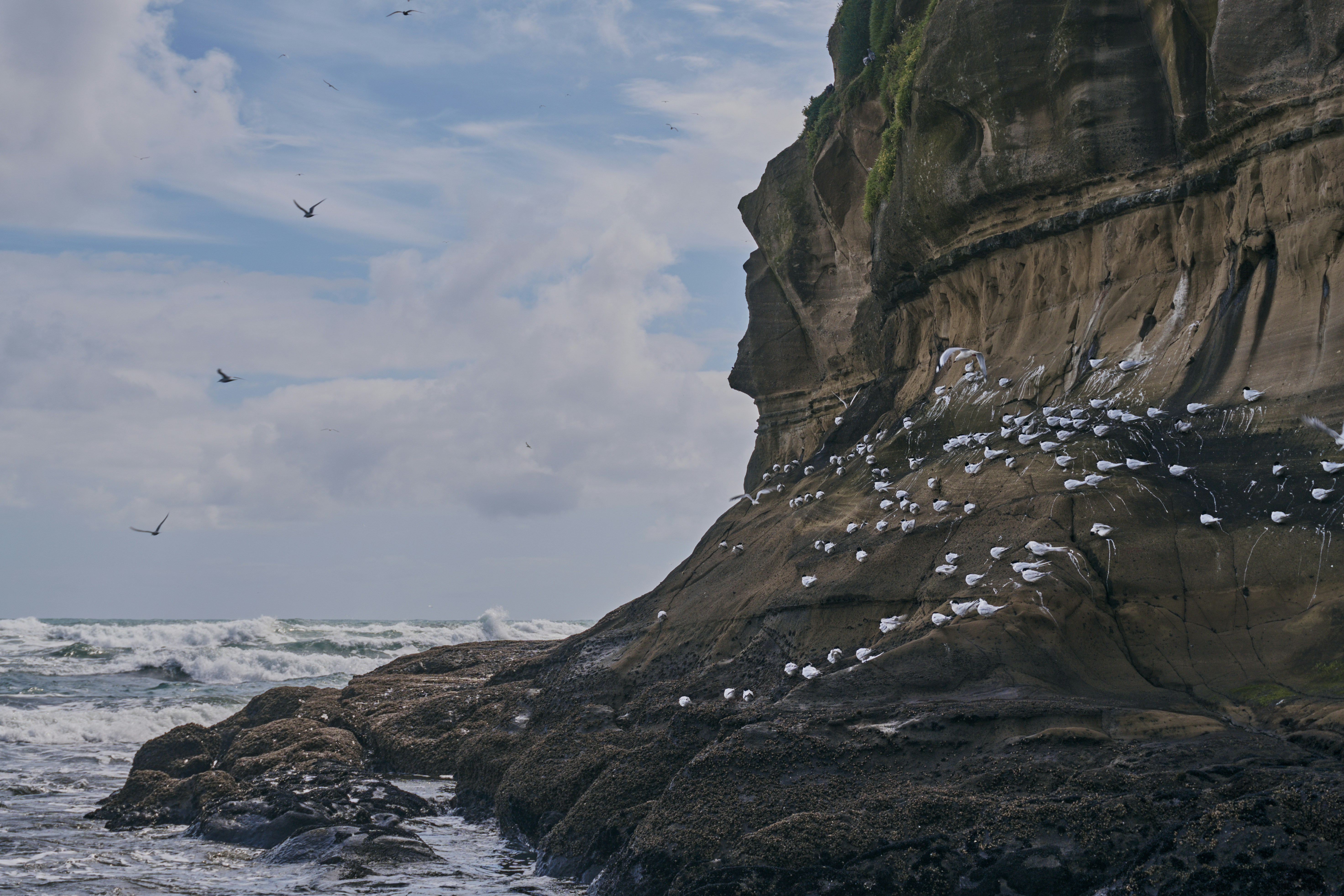 Seabirds nesting on a rocky cliff face by the ocean