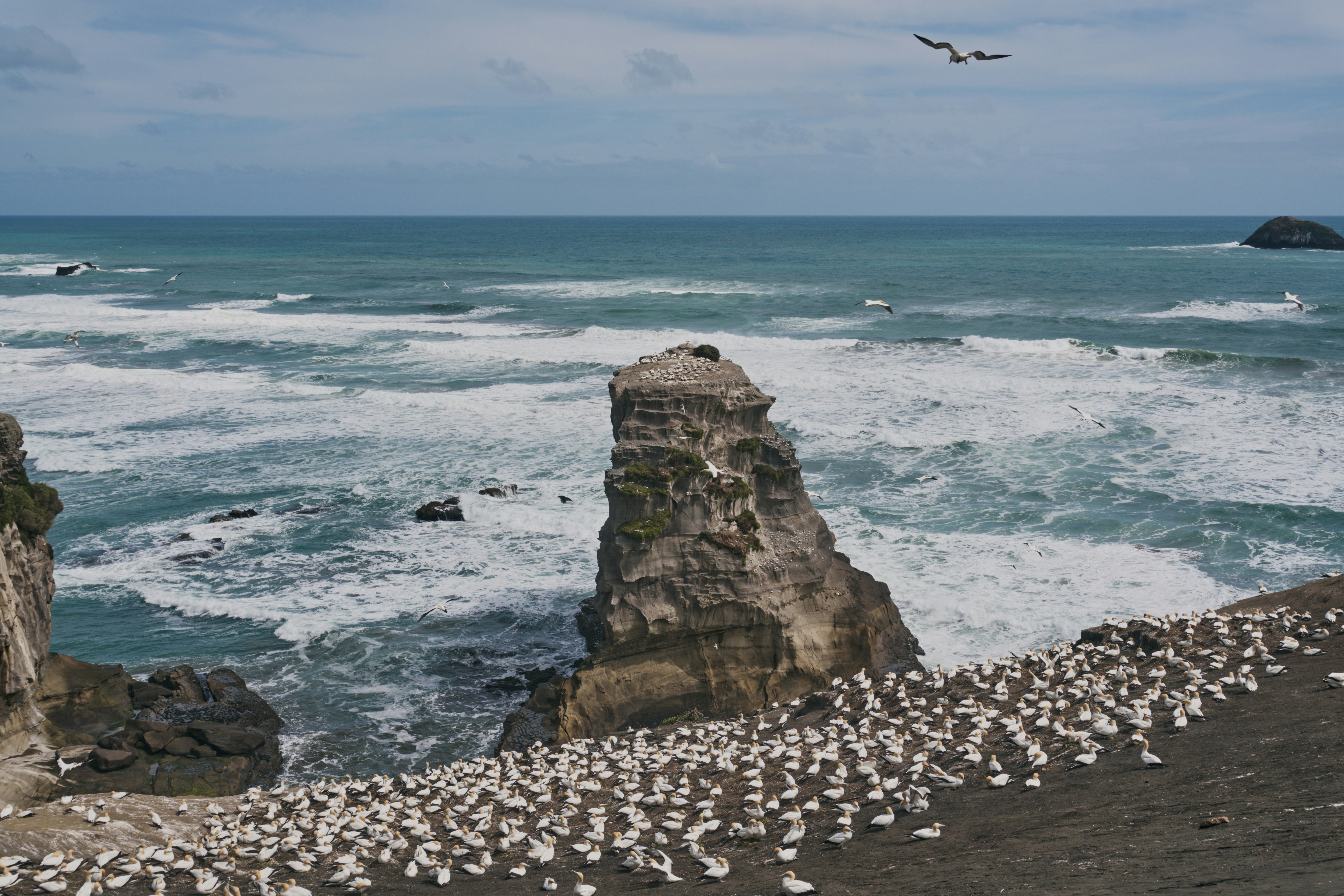 Seabirds nesting on a rocky cliff overlooking the ocean.