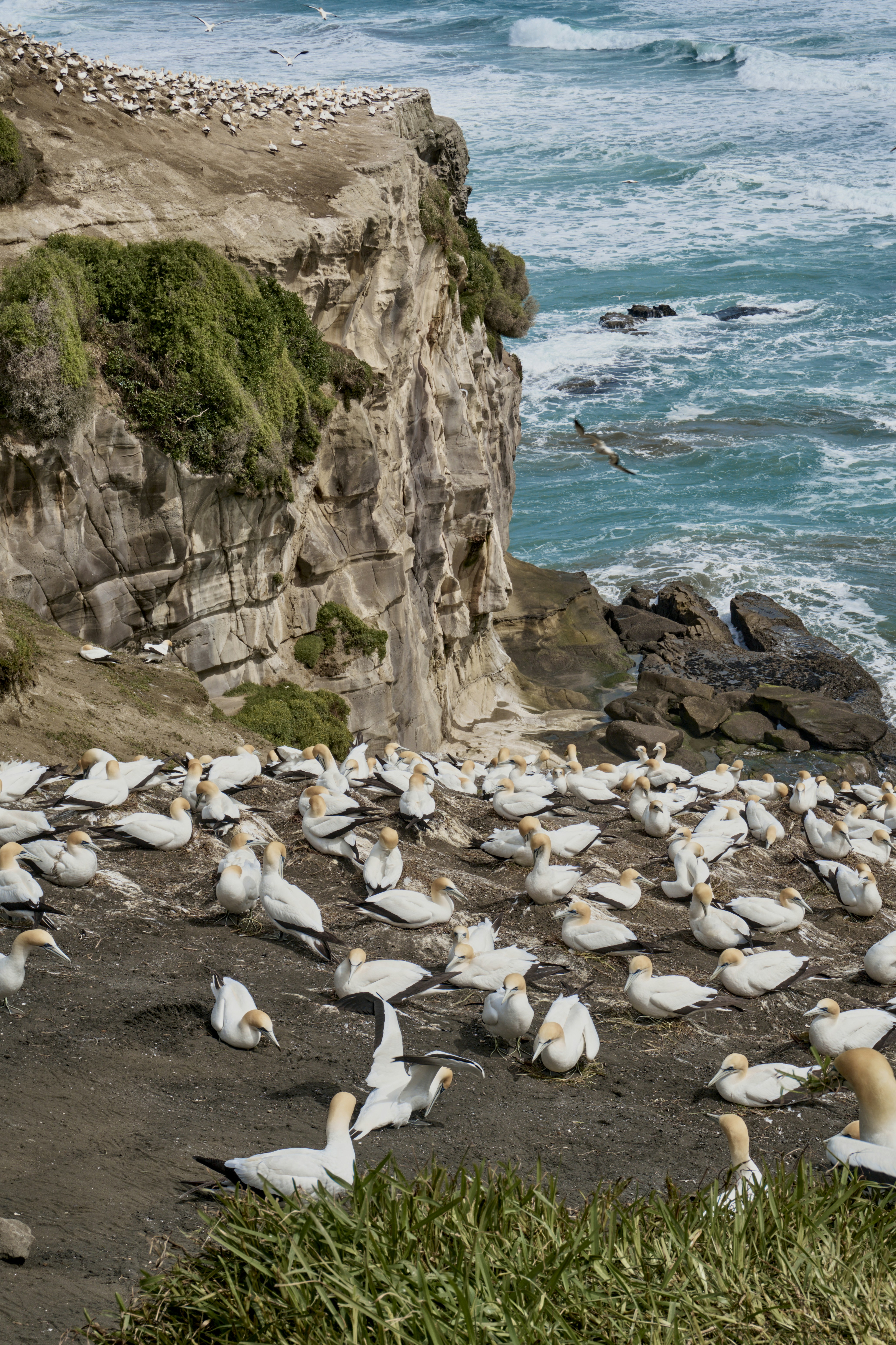 Gannets nesting on a cliff by the ocean.