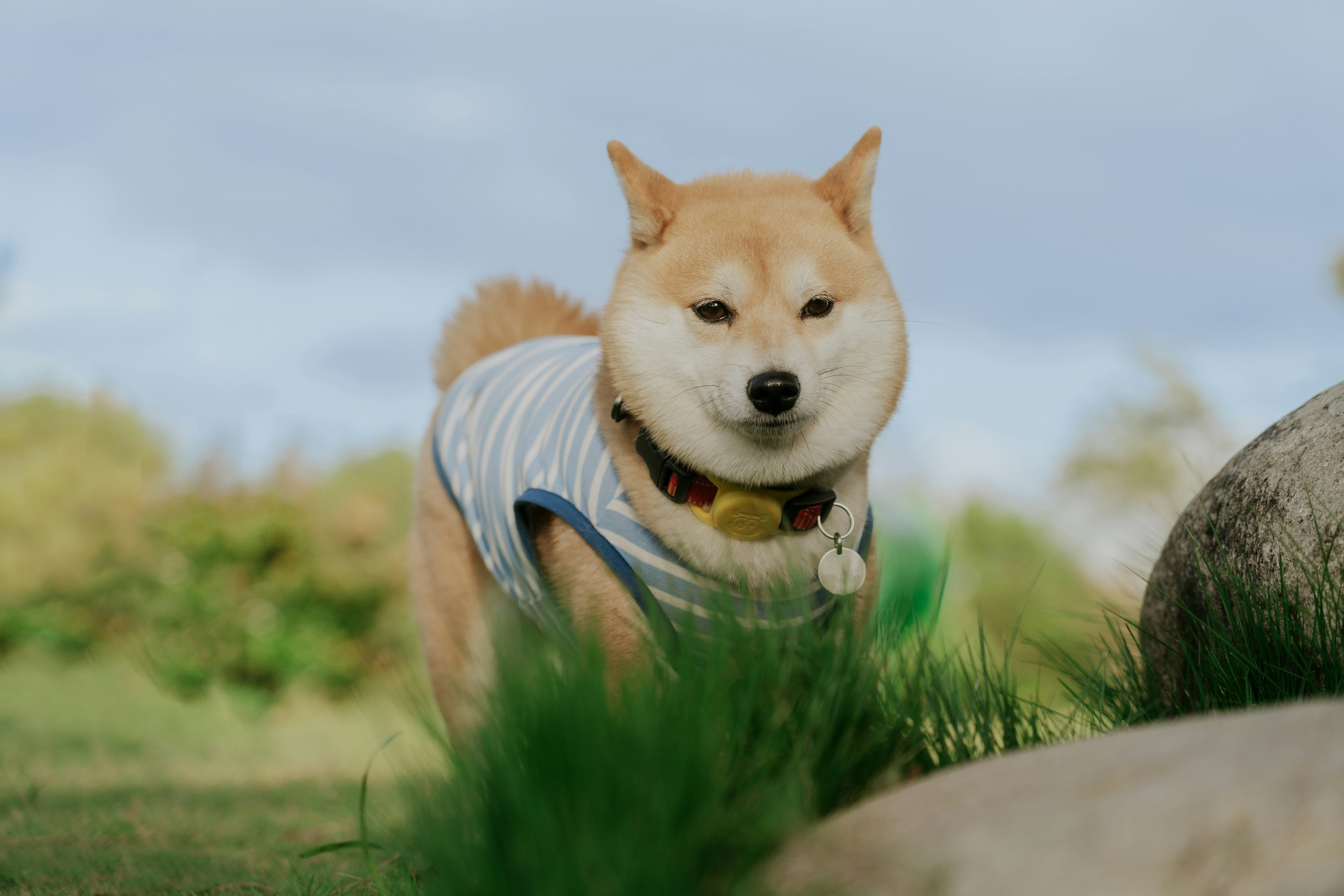 Dog running towards camera