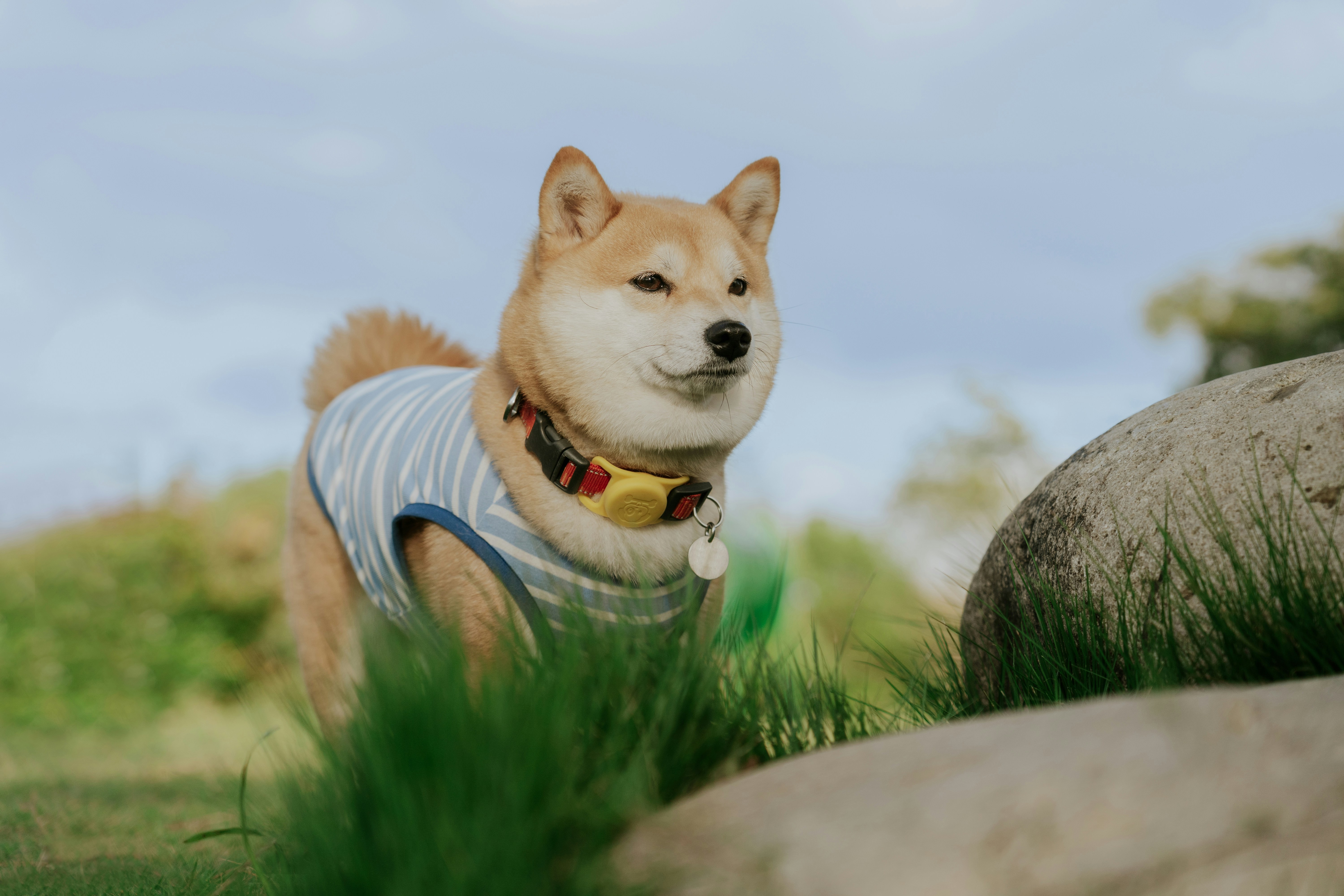 Shiba Inu with vest outdoors