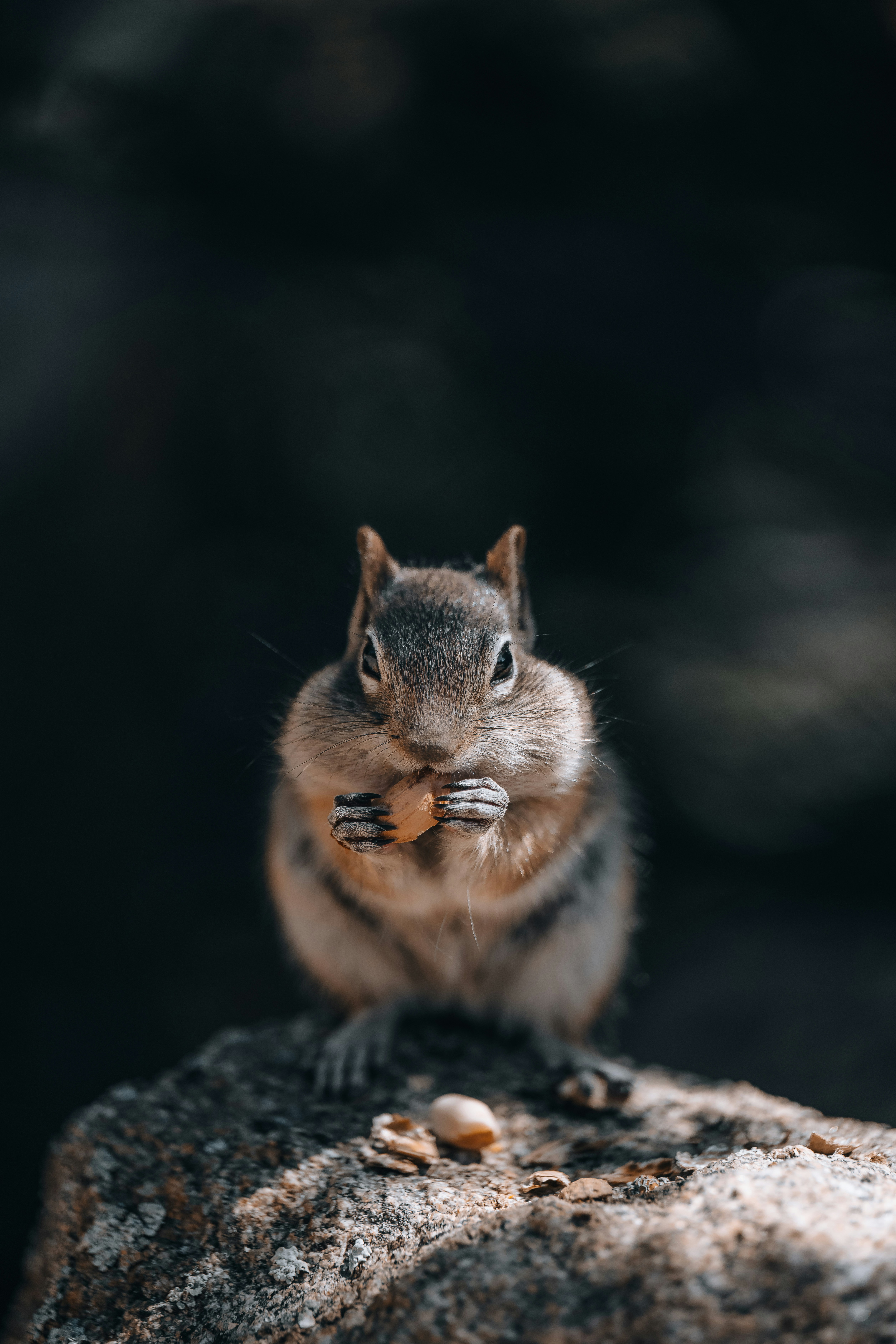 A chipmunk eats a nut on a rock.