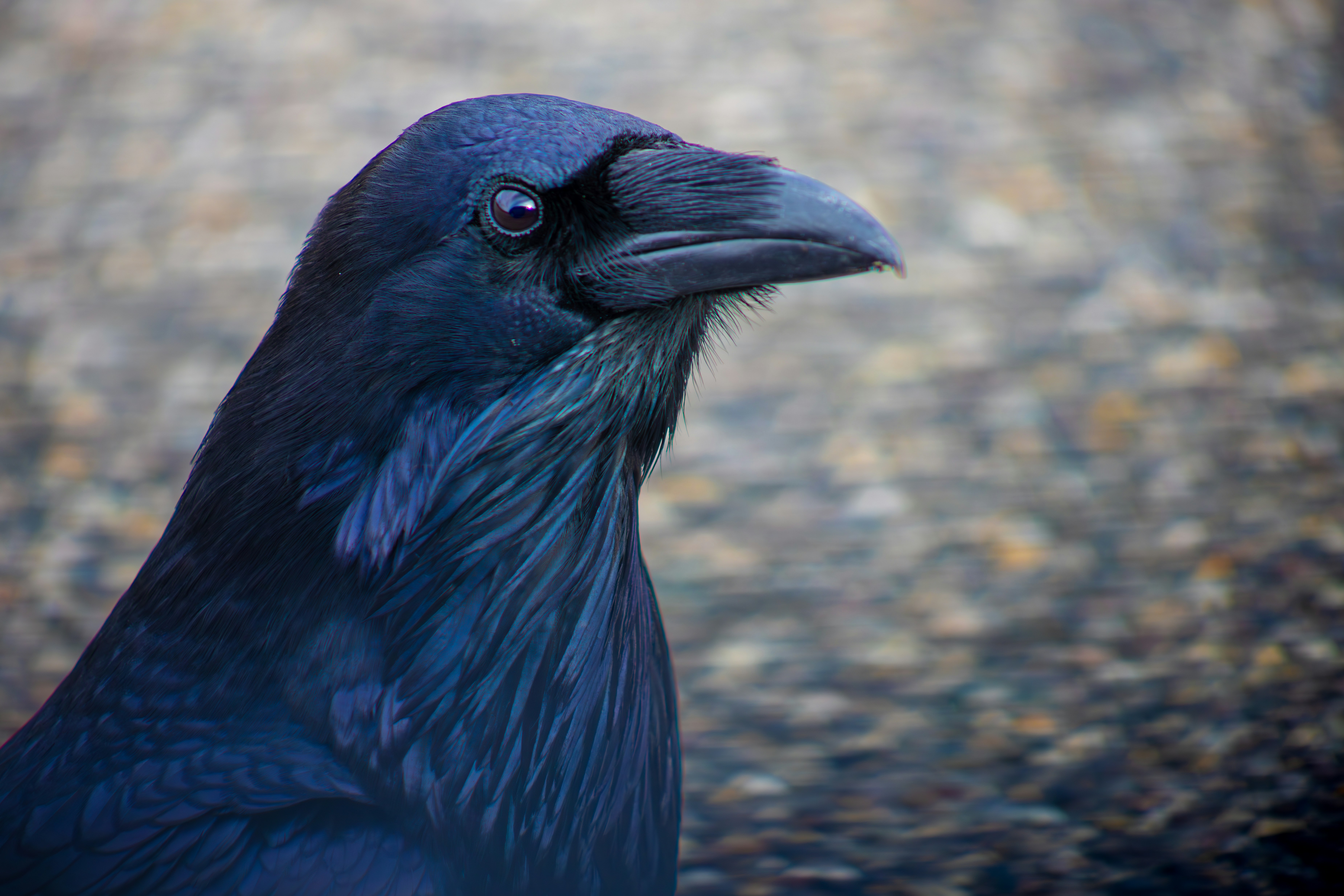 Photo by judy_beth_morris_idaho