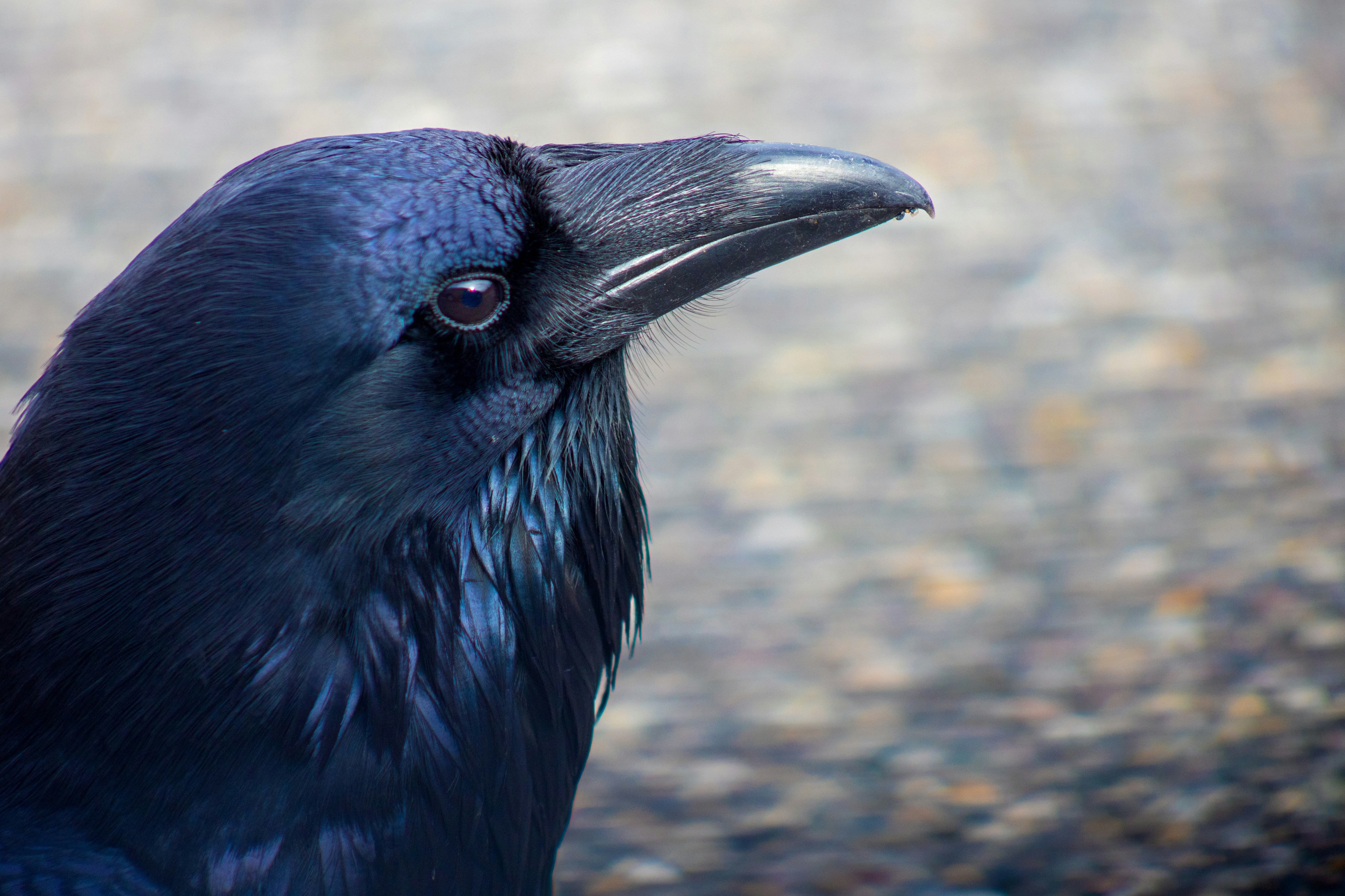 Photo by judy_beth_morris_idaho