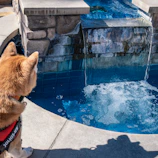 Dog looks at a cascading water feature