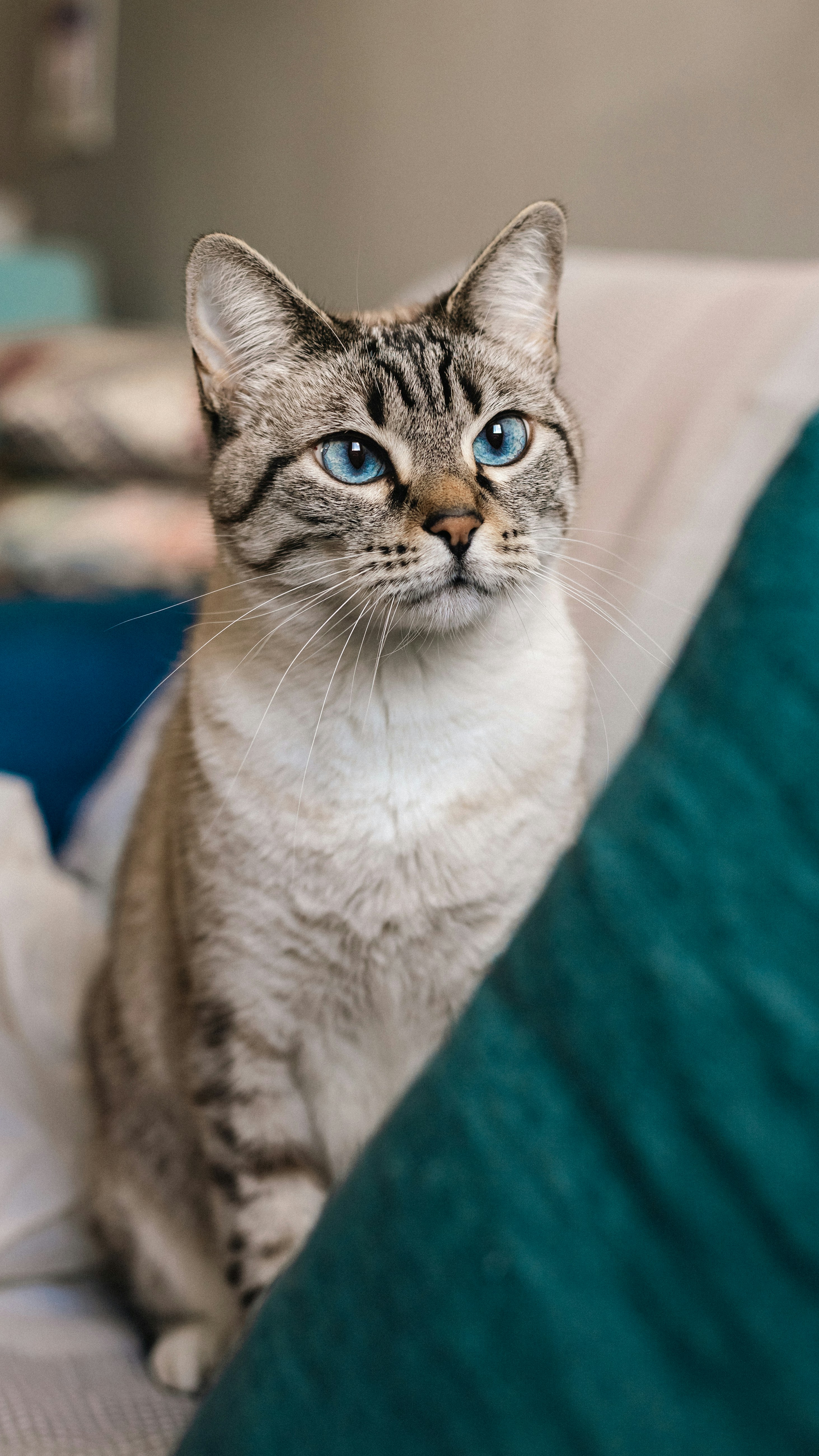 A tabby cat with striking blue eyes sits indoors.