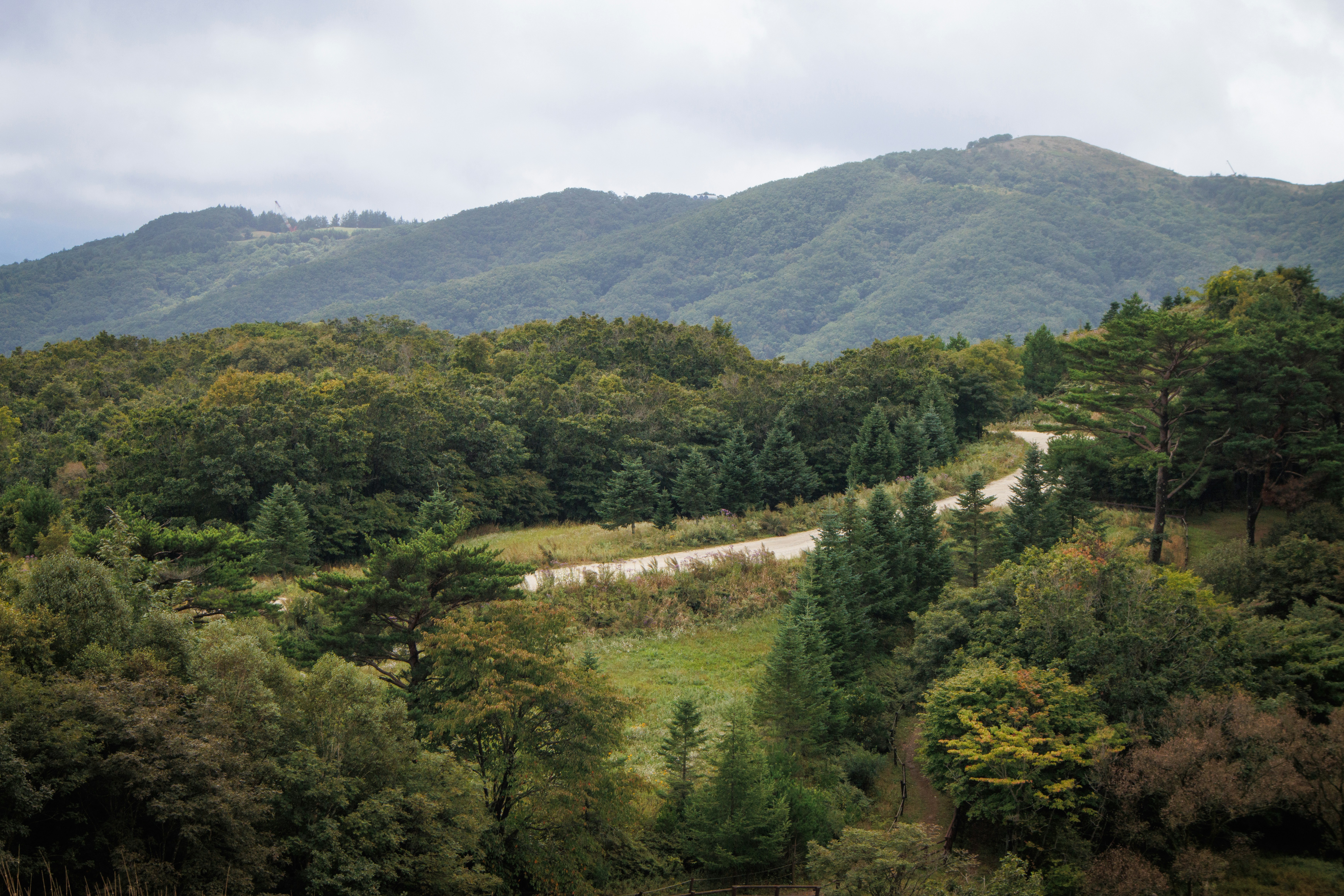 Camino sinuoso a través de exuberantes bosques verdes y colinas.