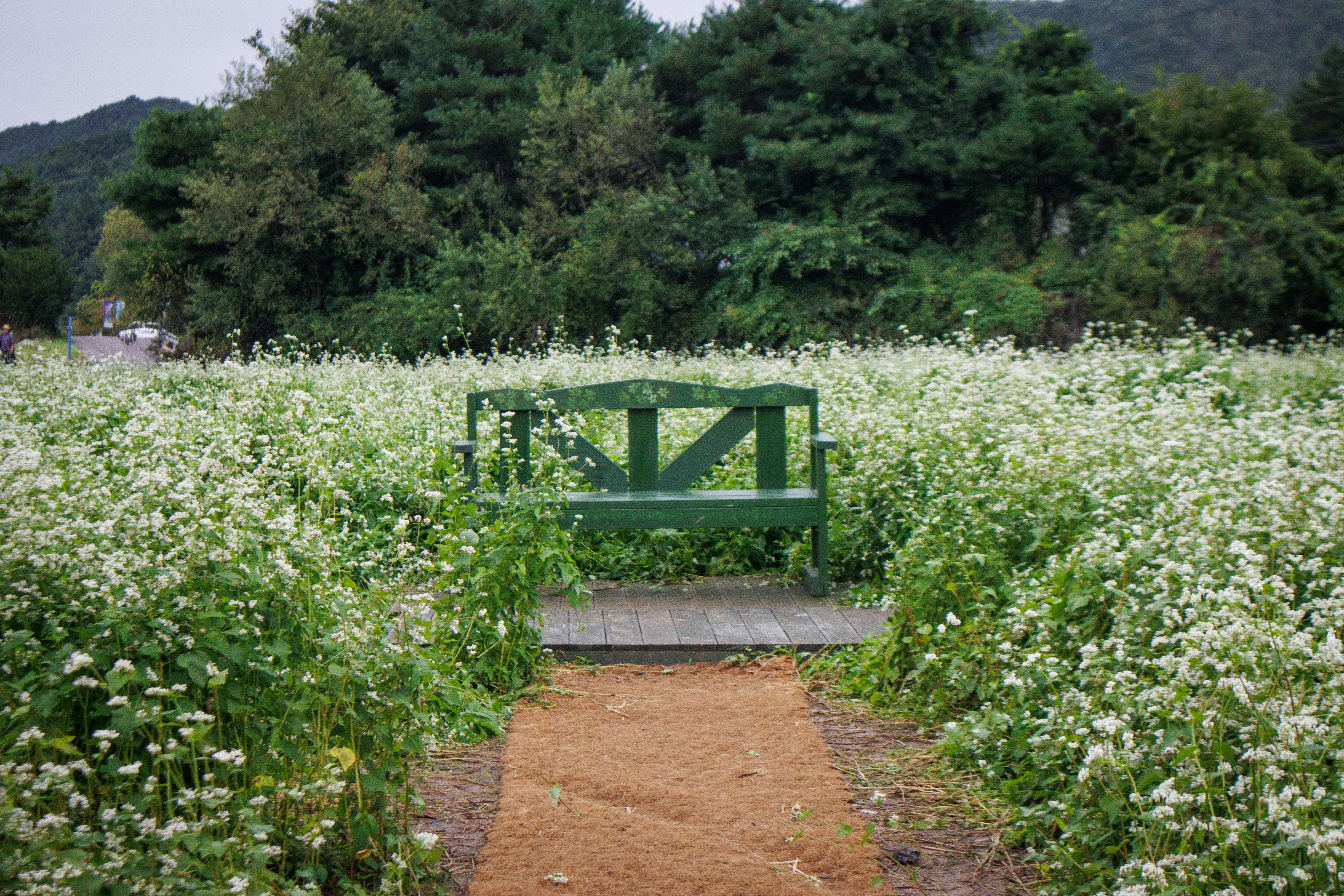 Banco verde en un campo de flores blancas
