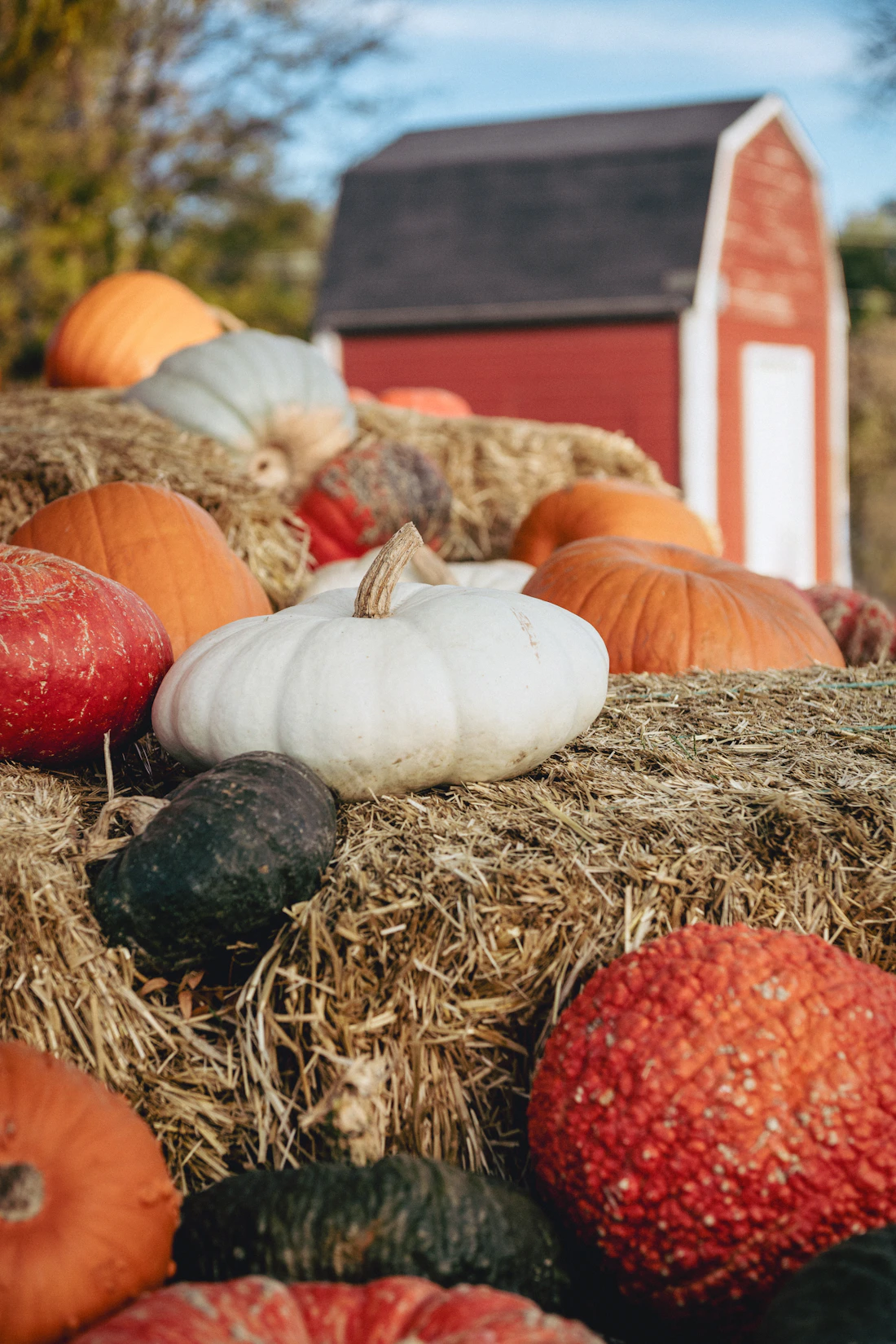 Pumpkins and gourds displayed on hay bales beside a farm barn