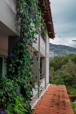 Building with green vines and distant mountains