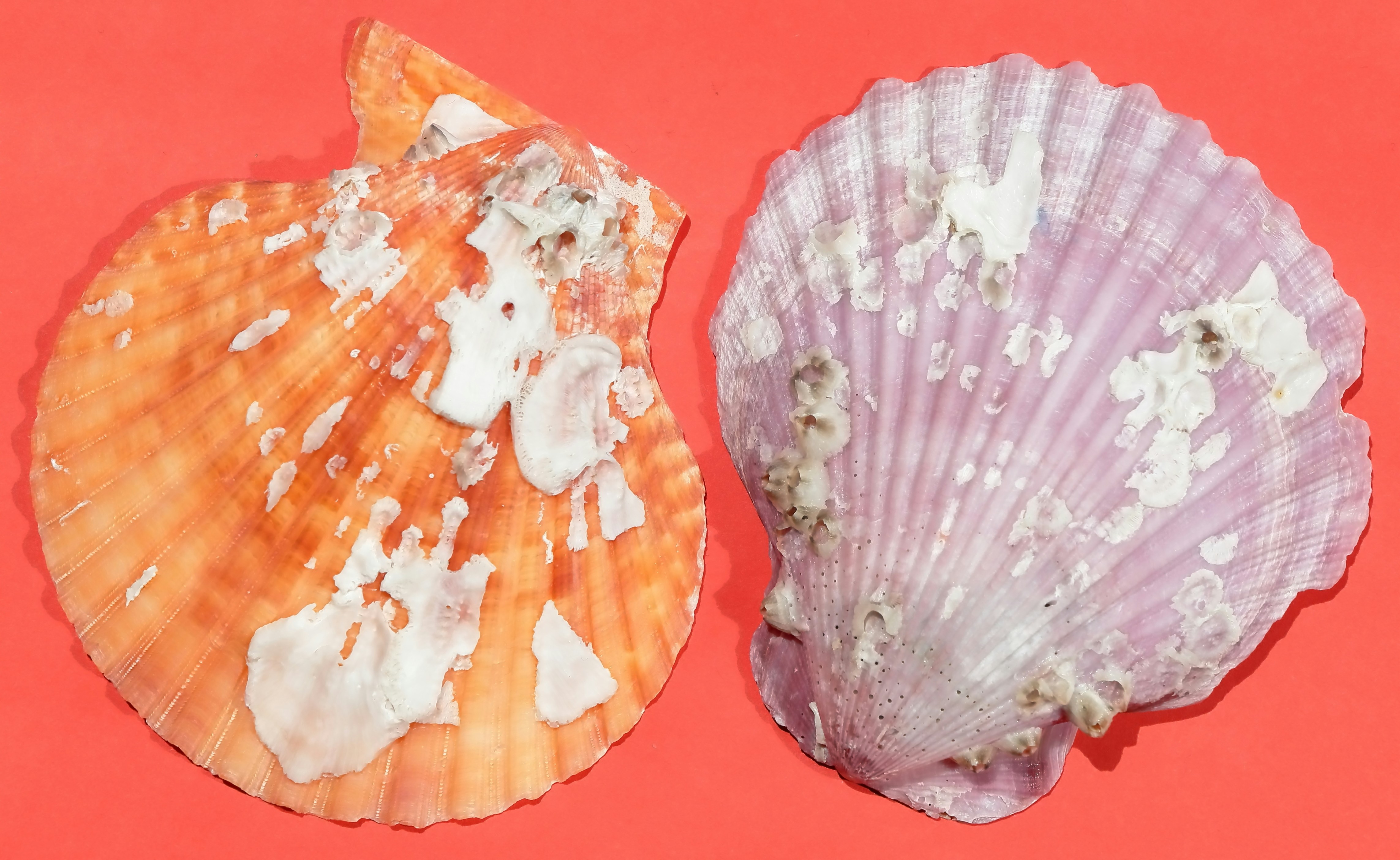 Colorful scallop shells