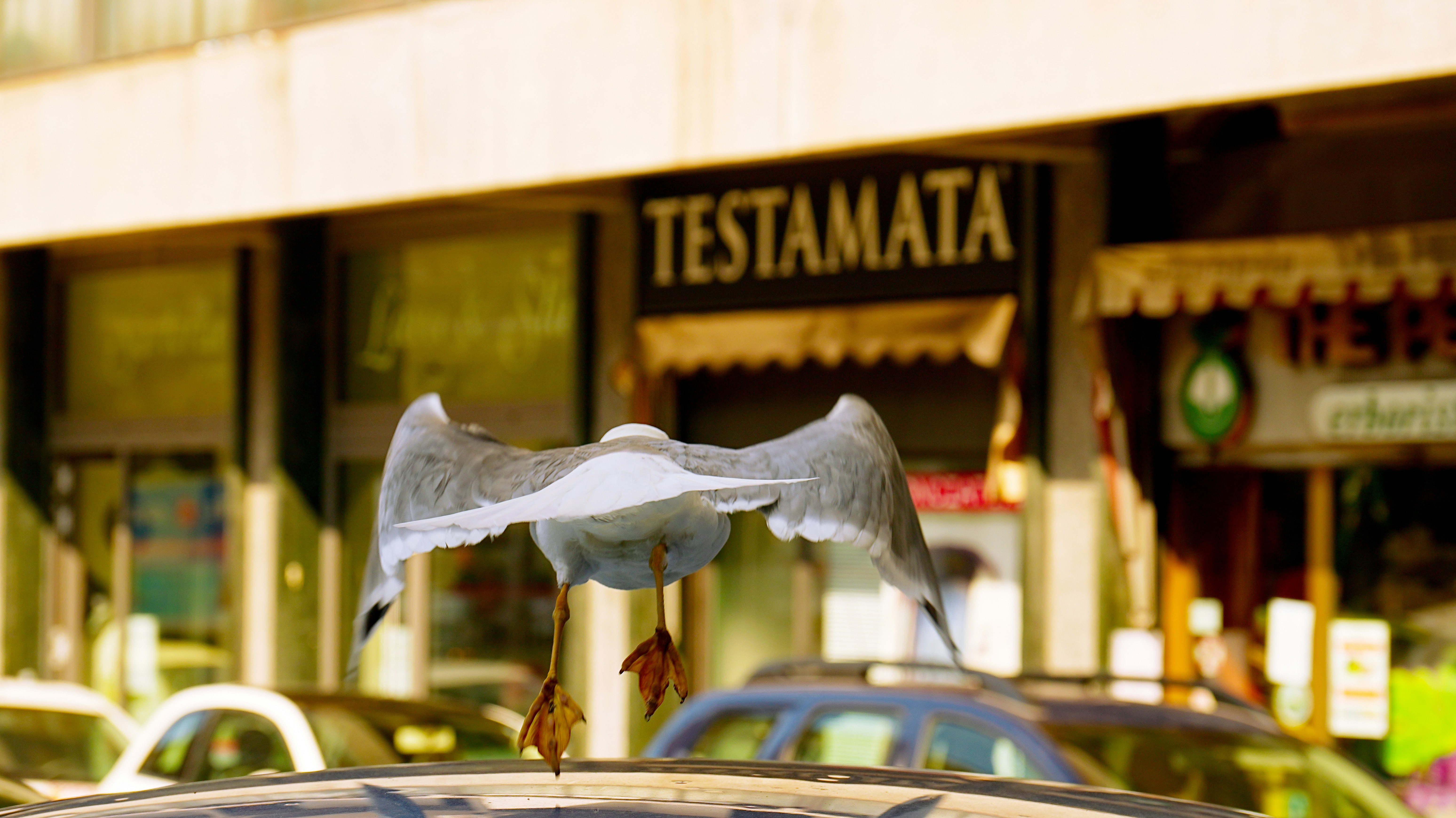 Seekor burung camar terbang di atas mobil di sebuah kota.