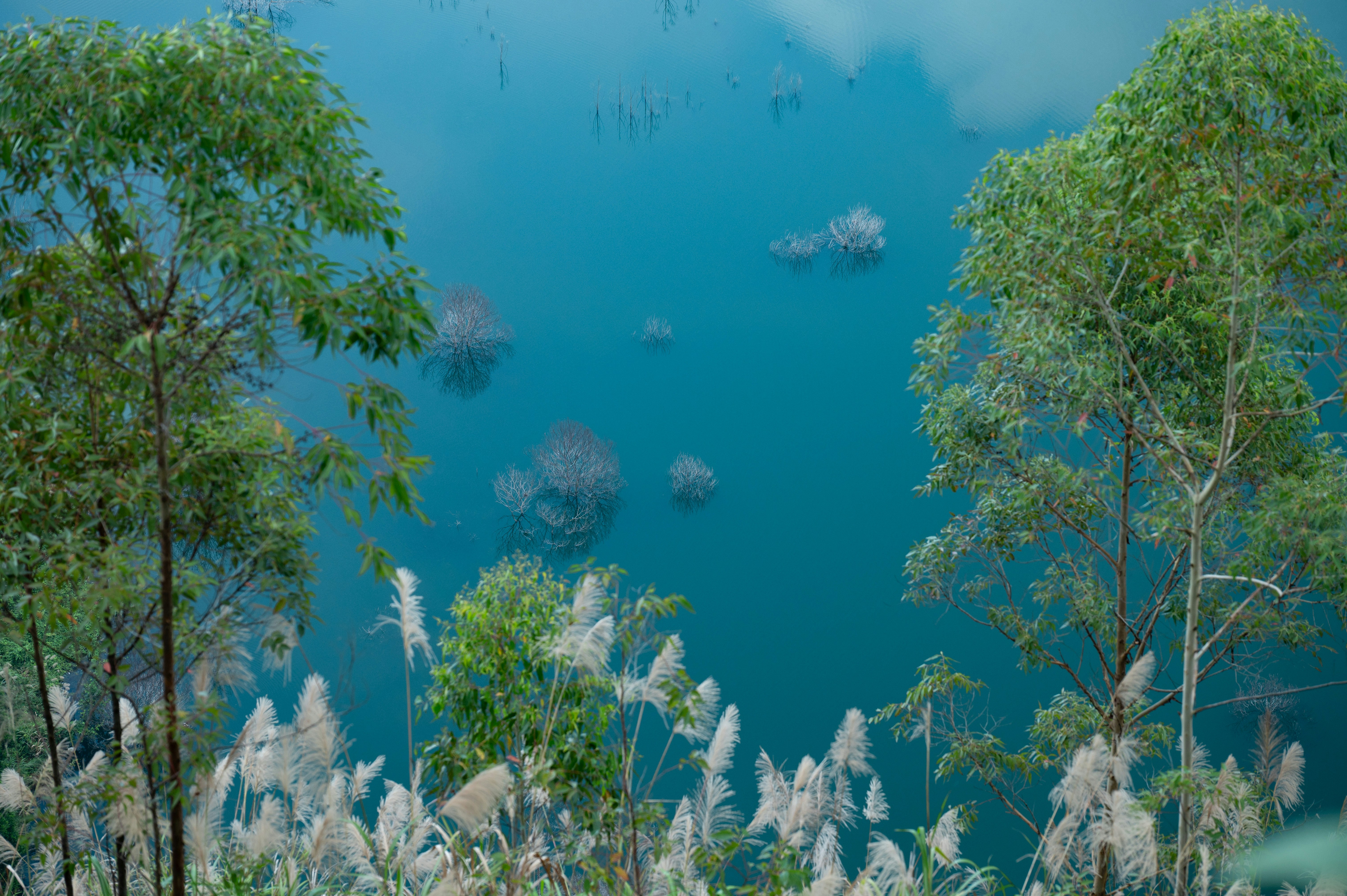 Trees and reeds beside a blue lake