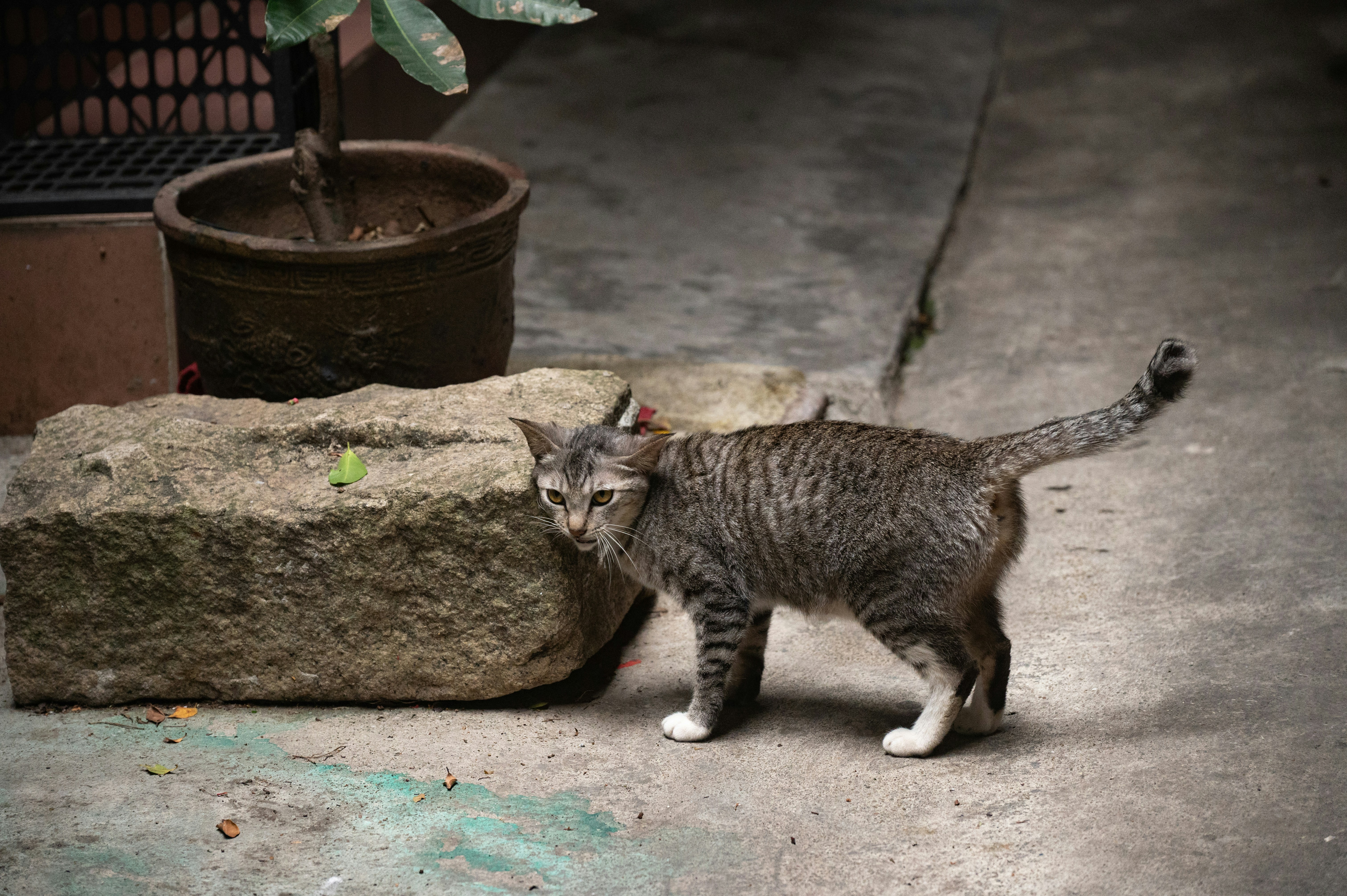 A tabby cat walks on a concrete path.