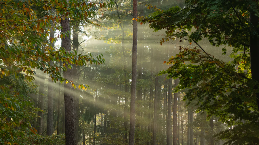 Sunlight beaming through a forest canopy at daybreak