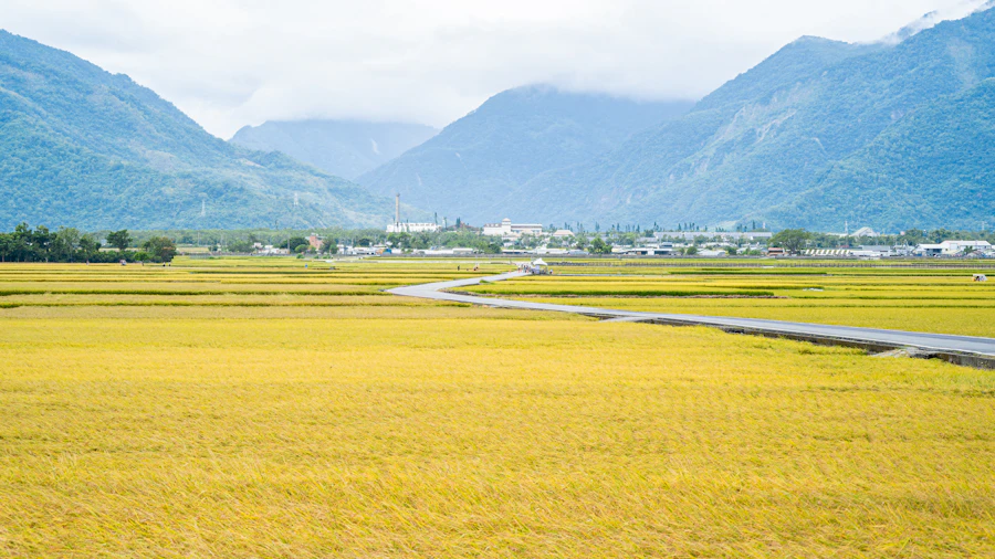 Golden rice fields beside a quiet road with mountains beyond