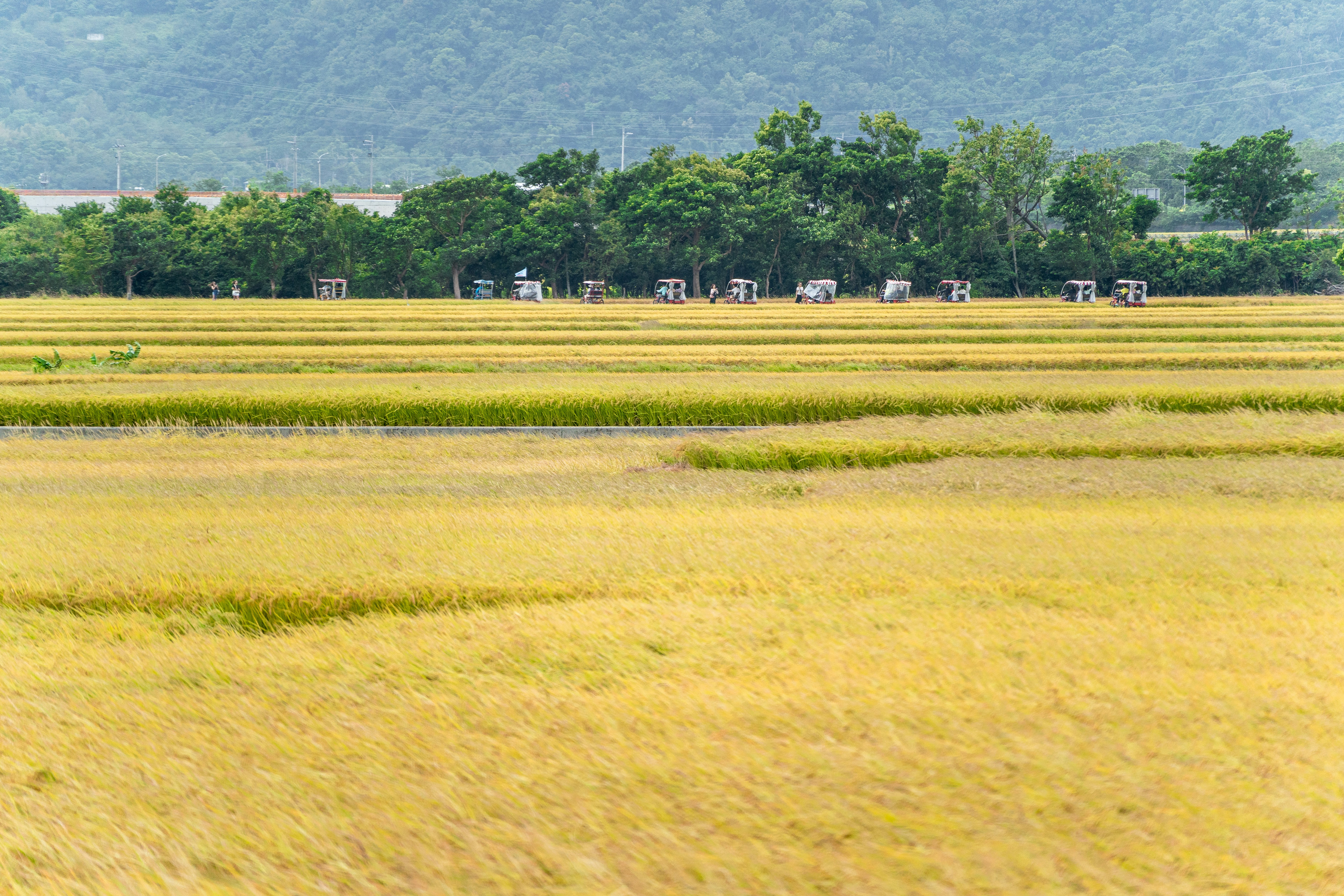Hero slider image 4: A landscape of rice paddies.