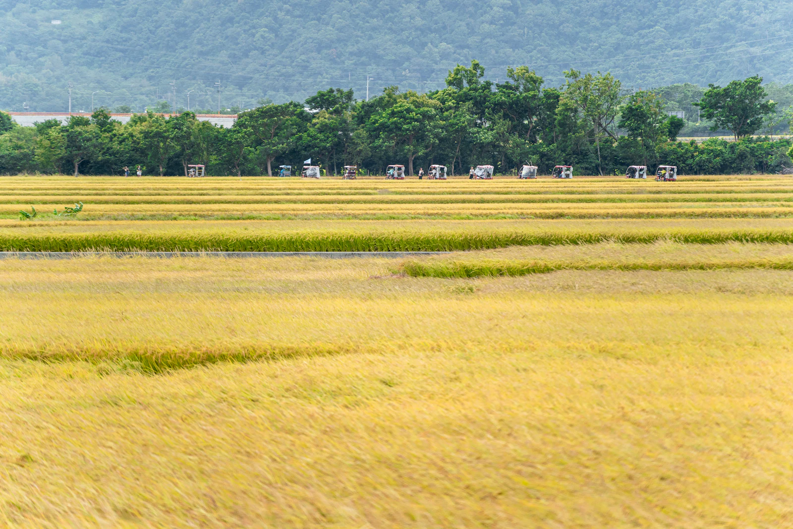Golden rice fields stretching towards trees and mountains