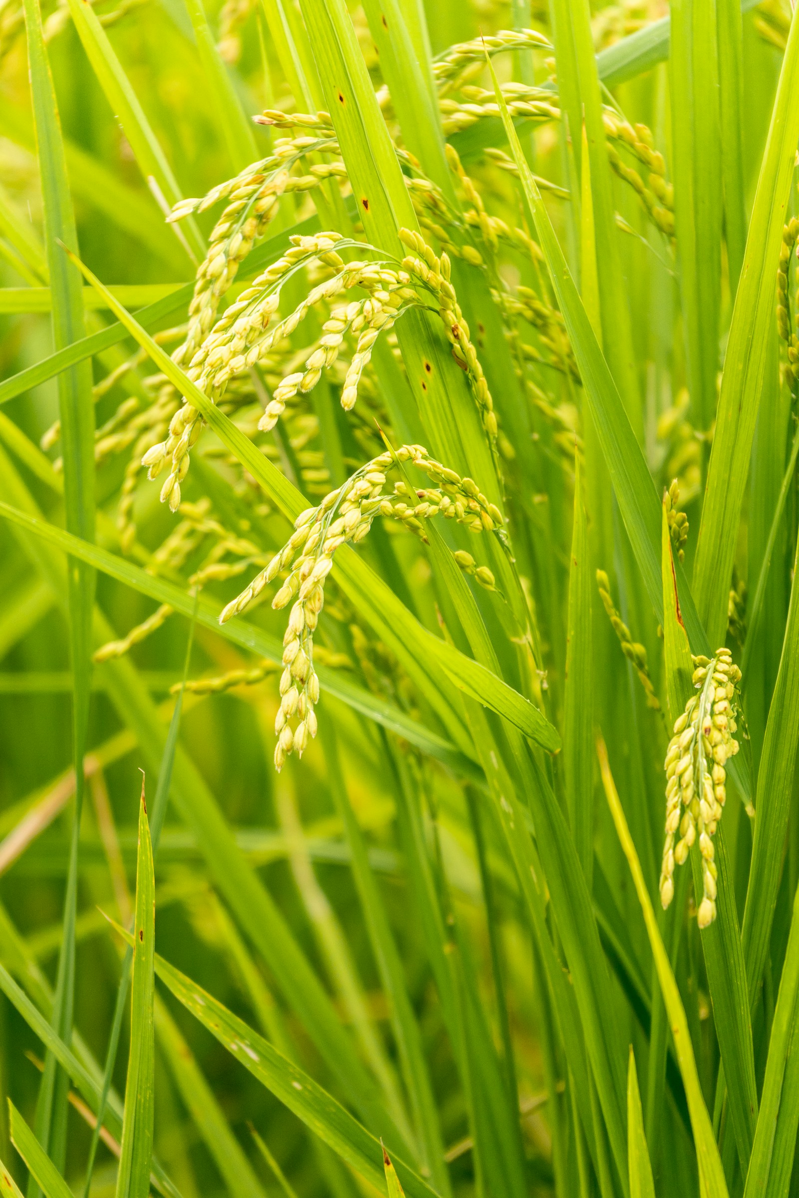 Rice fields