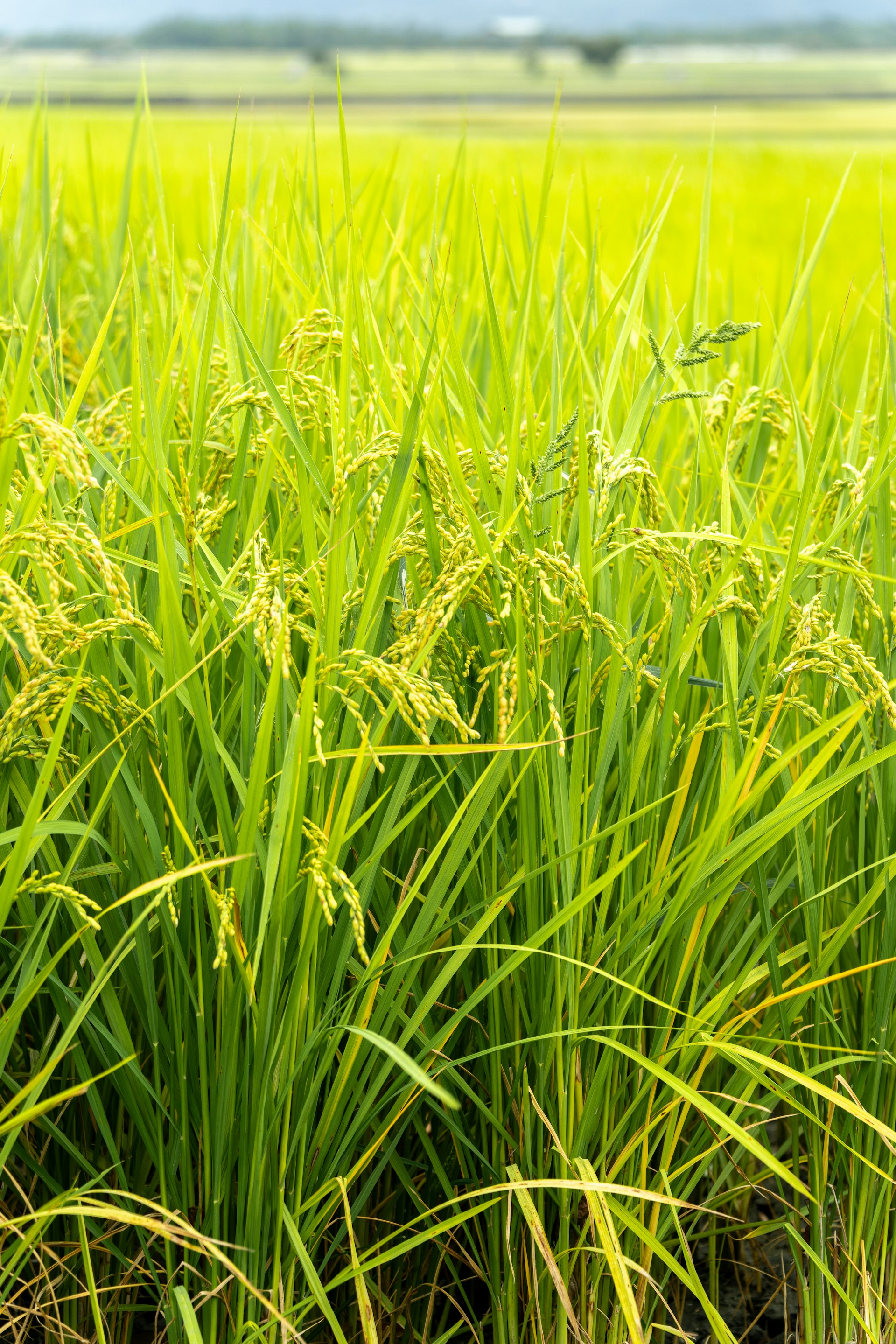 Close-up of a lush green rice paddy field.