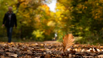 A lone leaf on a path in autumn forest