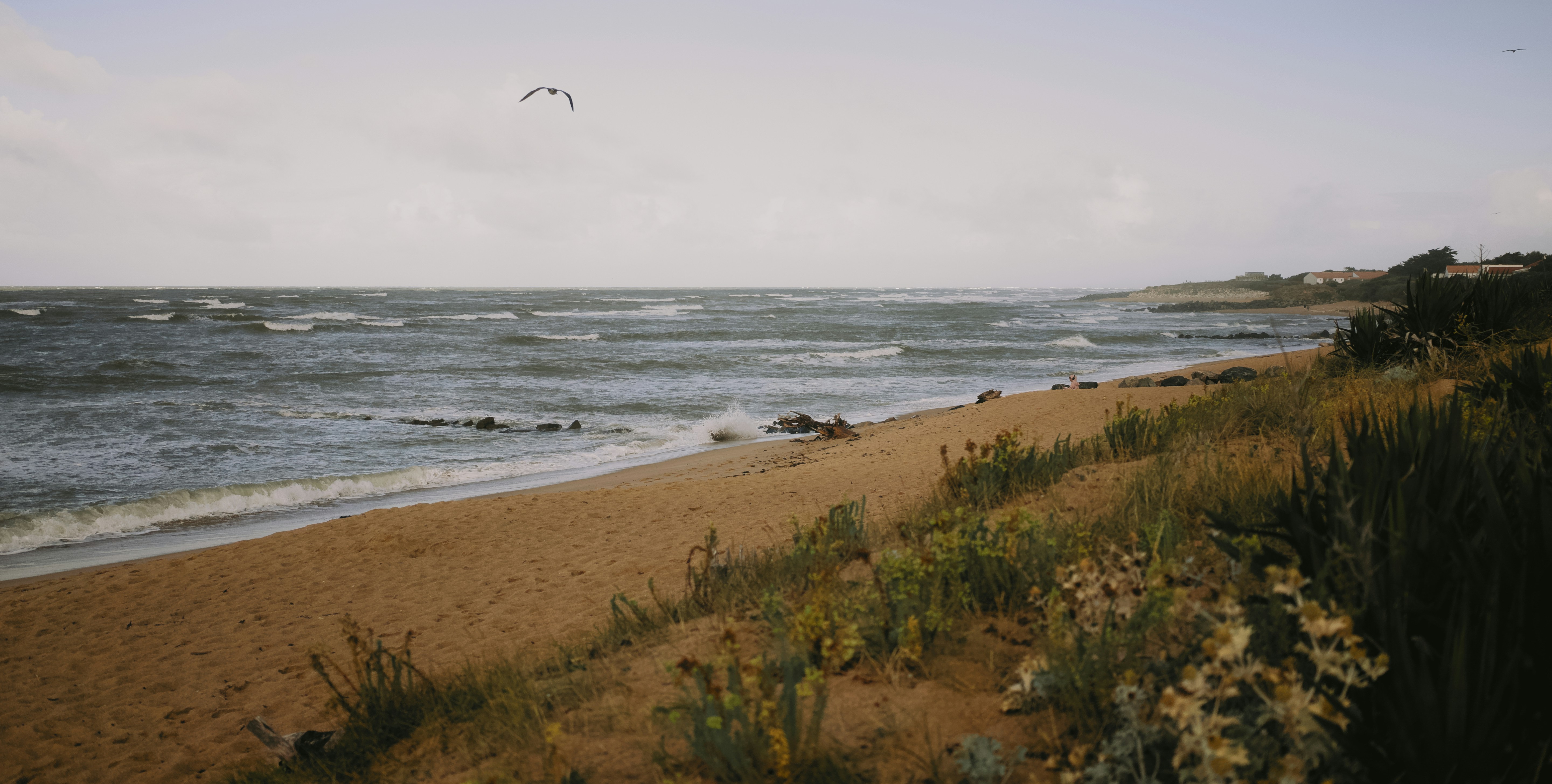 Sandy beach with choppy waves and distant trees.