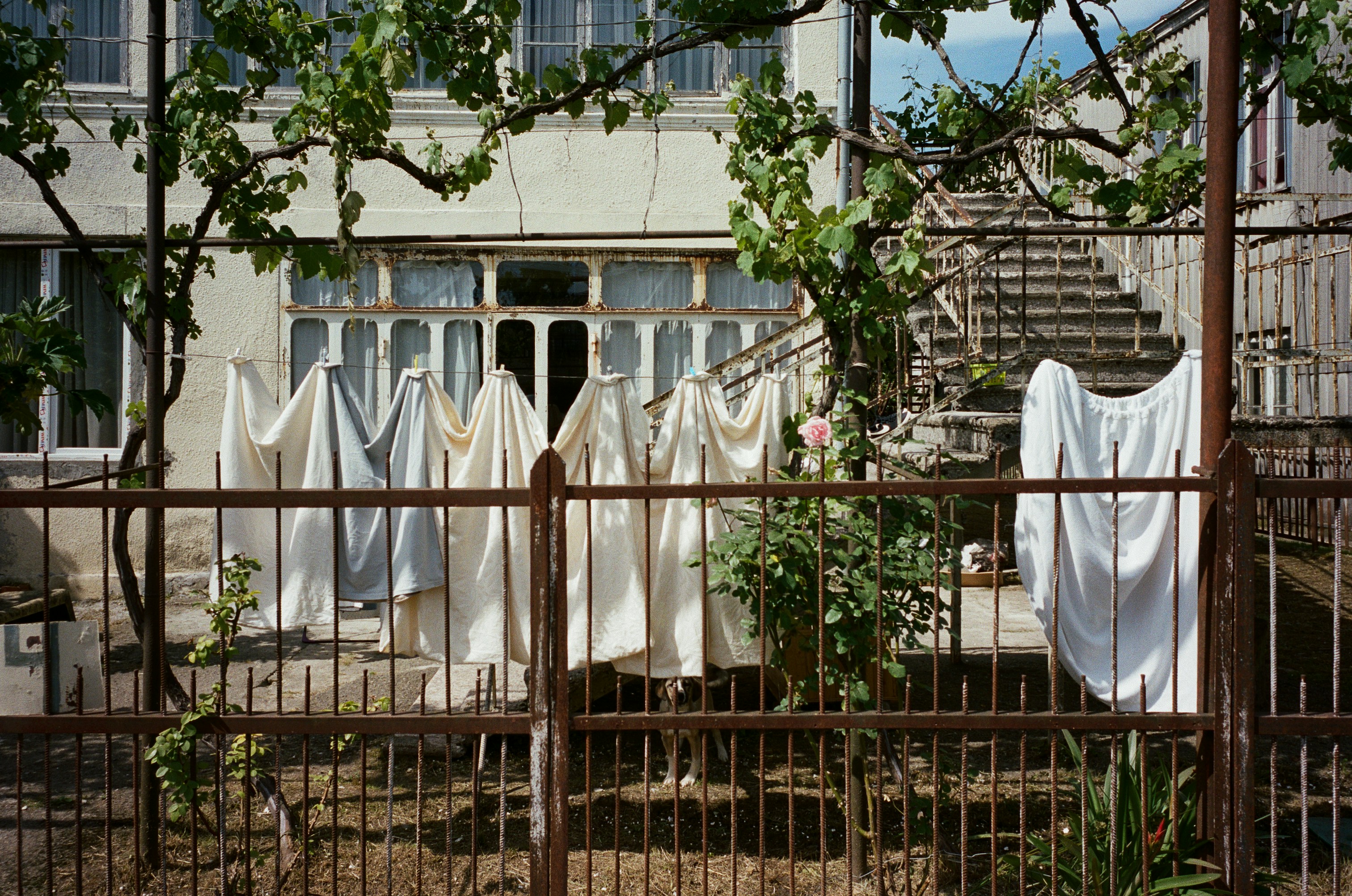 Laundry drying on a clothesline in a backyard.