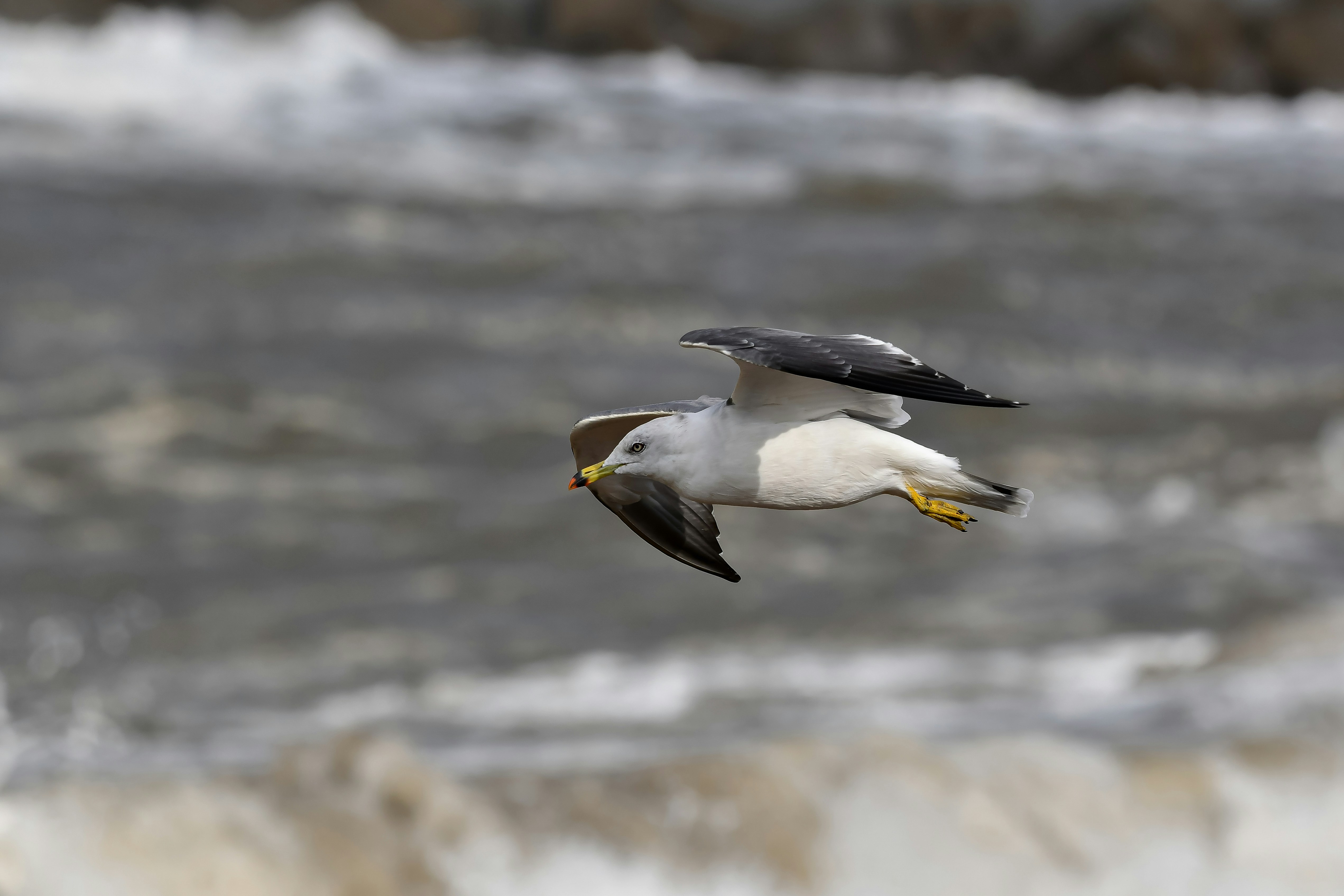 A seagull flies over the choppy ocean waves.