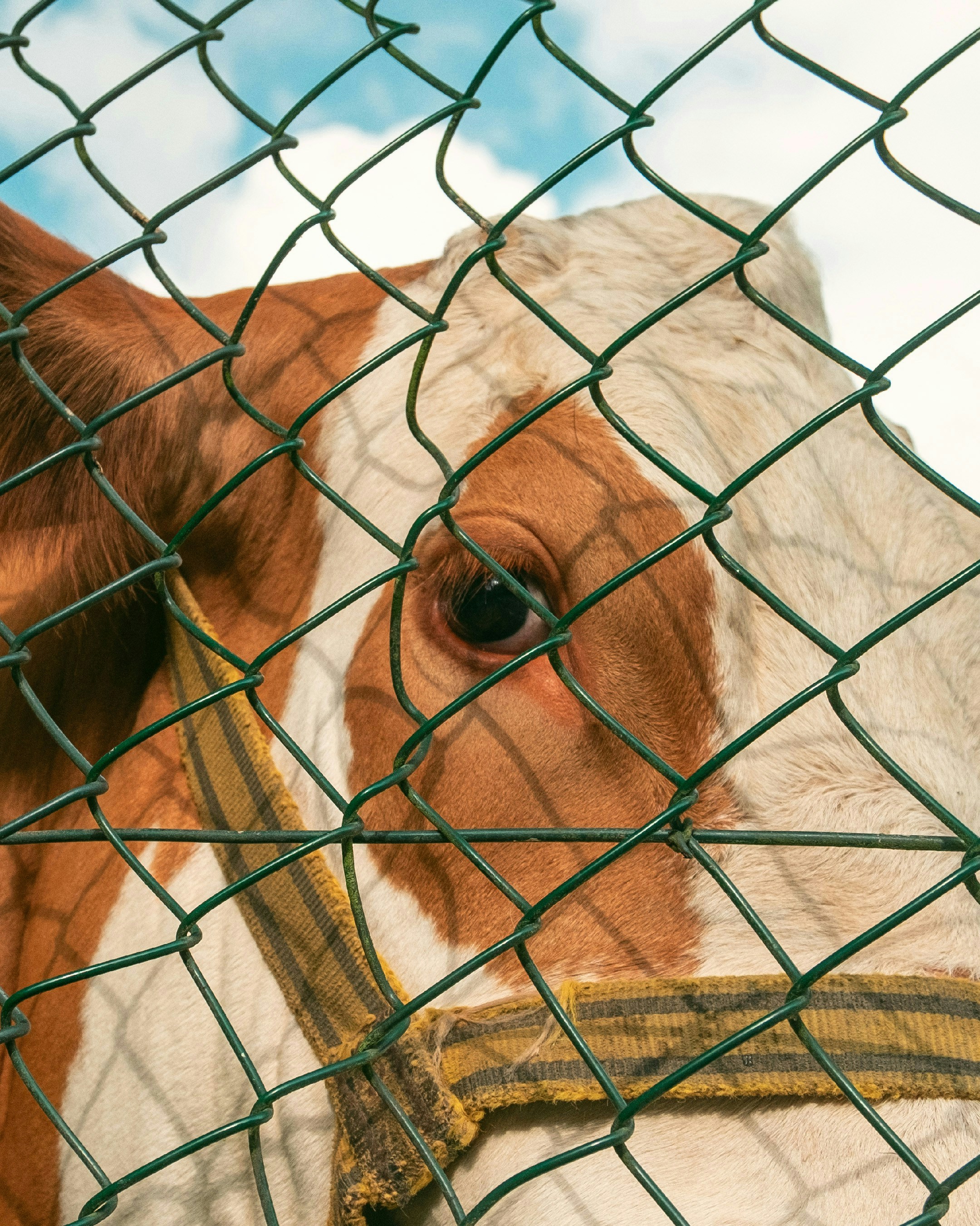 Cow behind a green wire fence