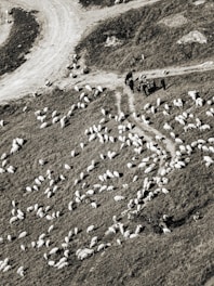 Flock of sheep grazing on a grassy hillside