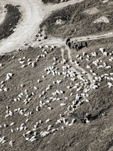 Flock of sheep grazing on a grassy hillside