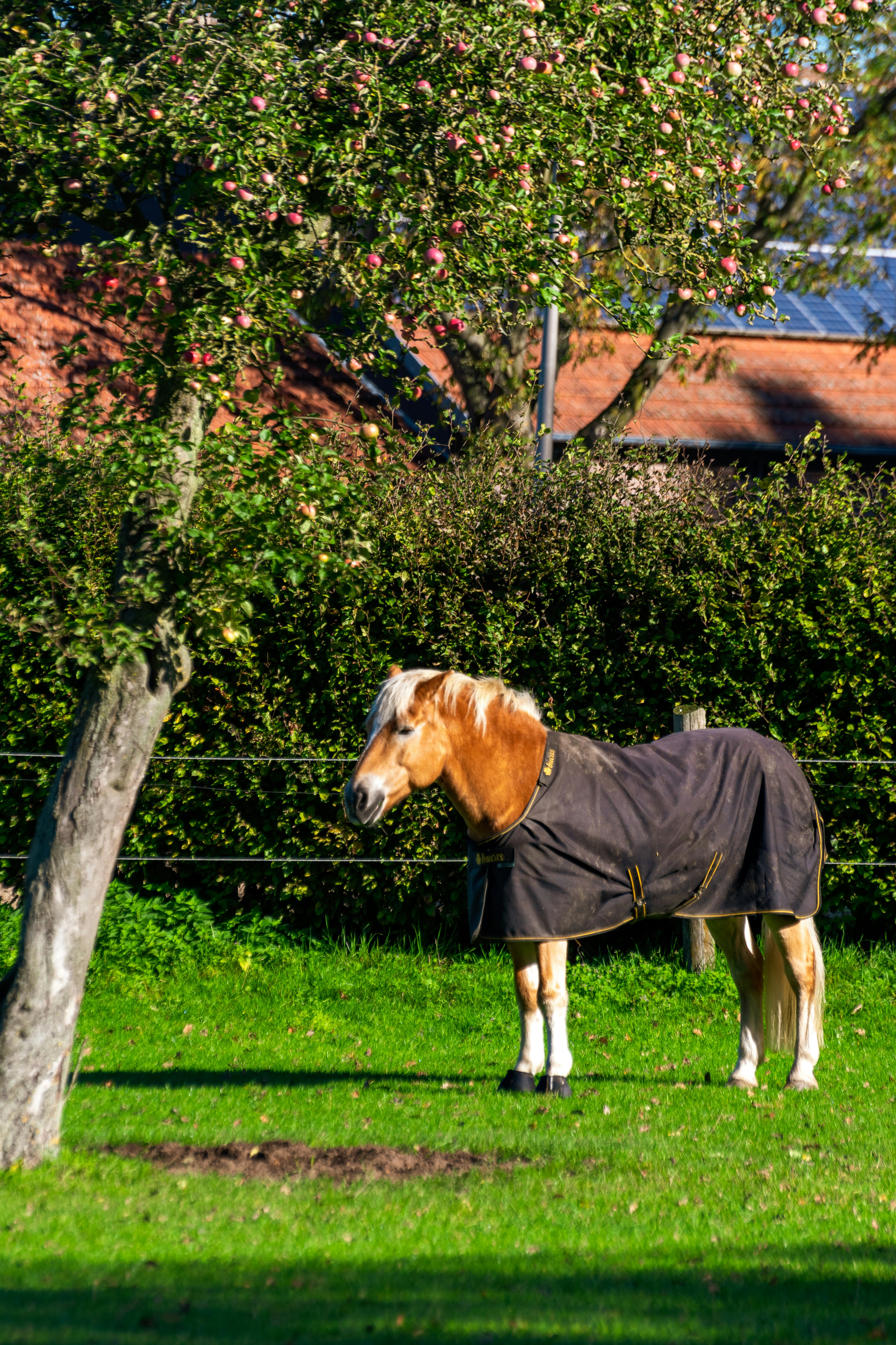 A brown horse wearing a blanket stands in a field.