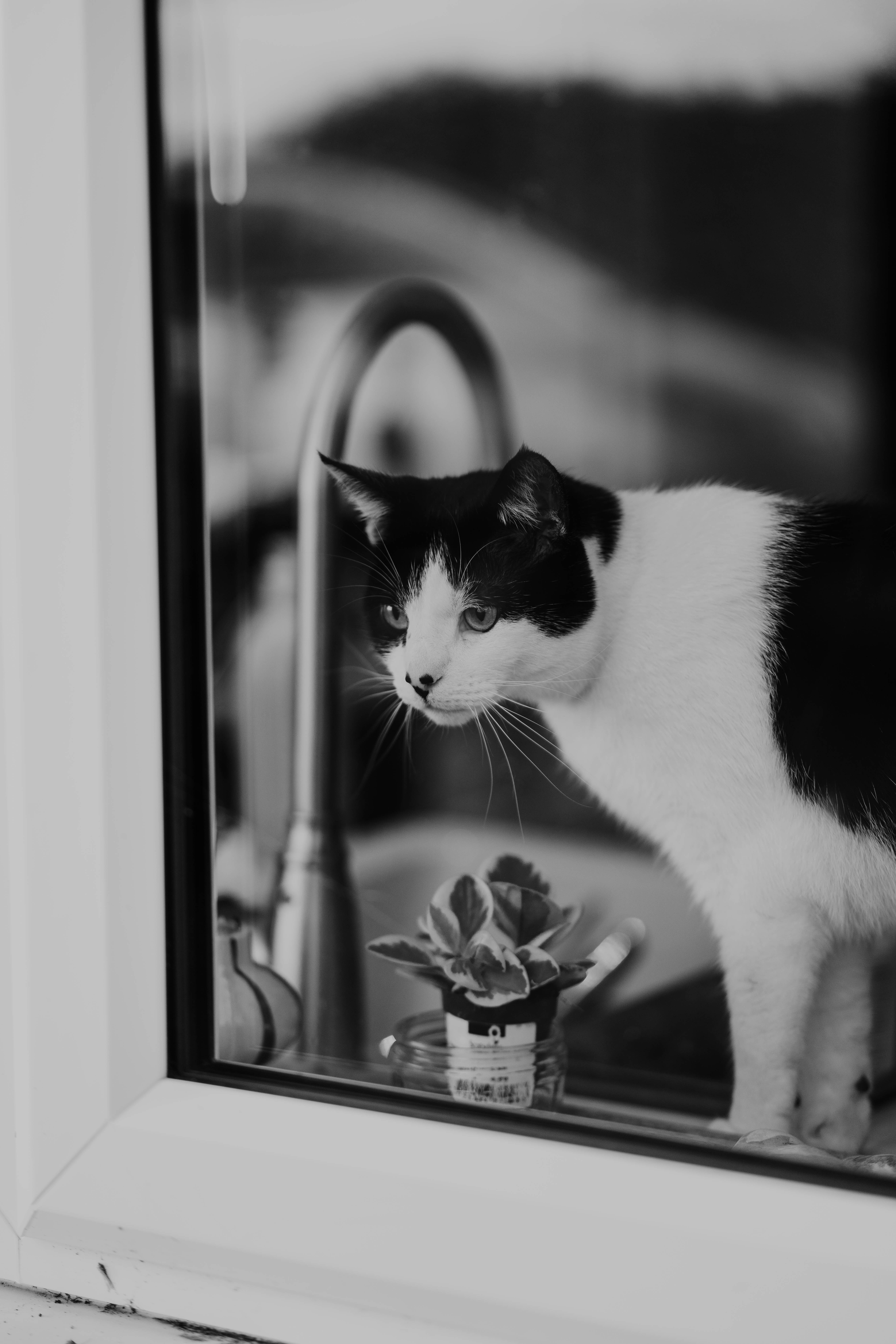 Black and white cat looking out a window