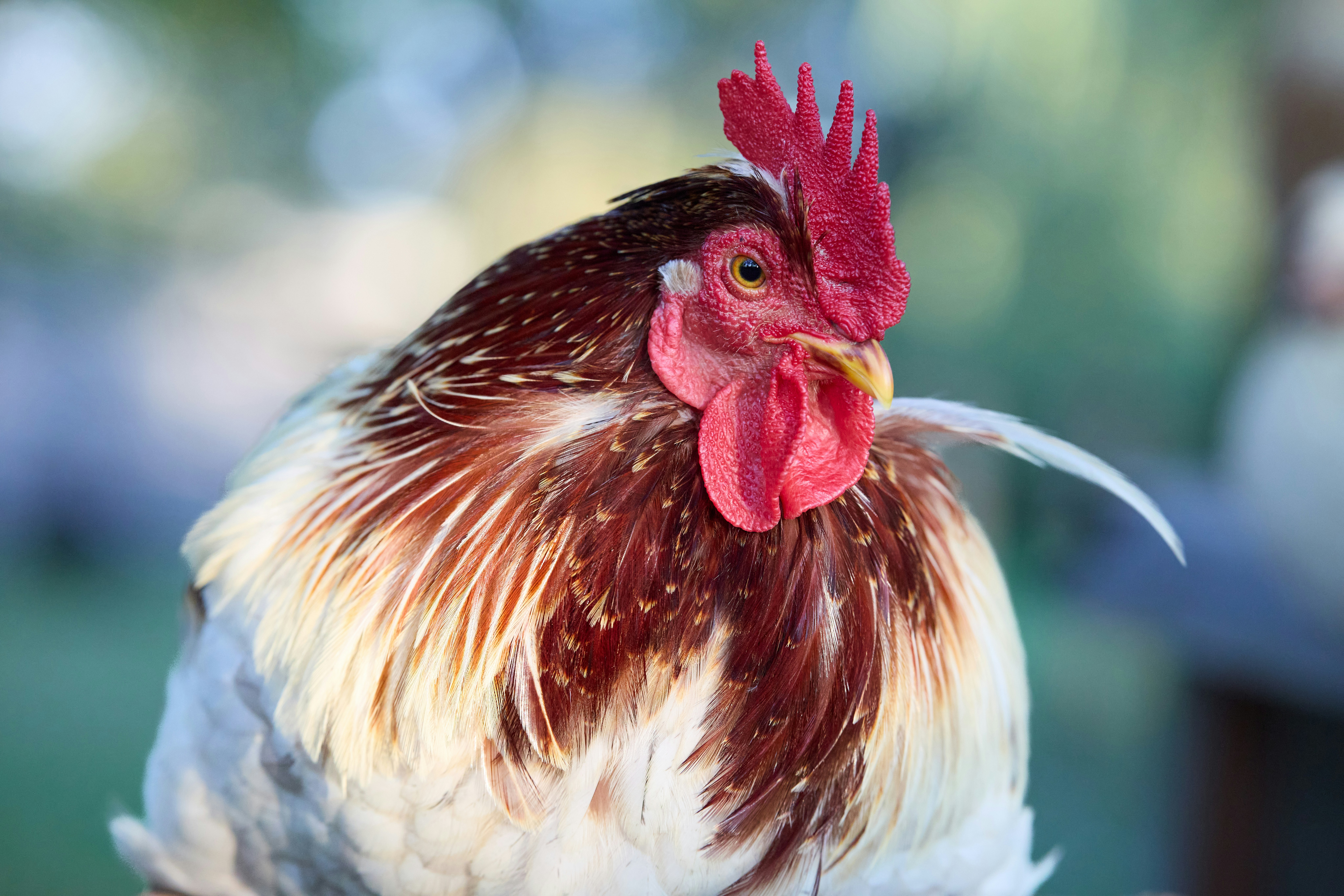 Photo by erwinbosman