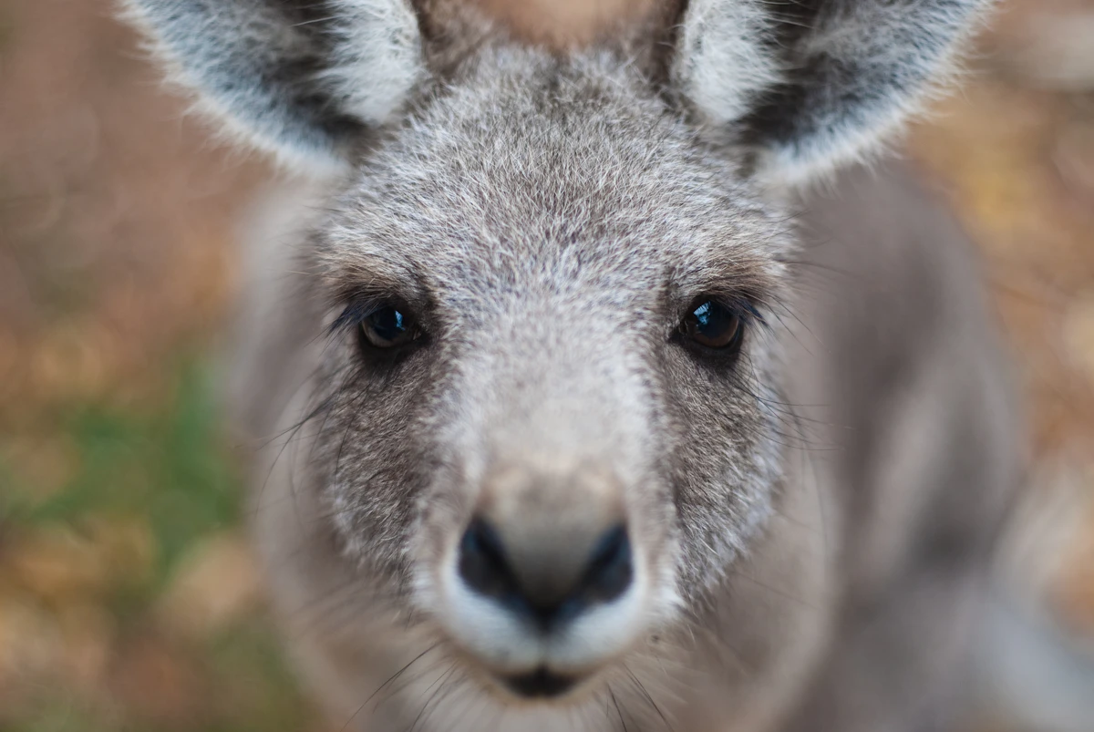 Eastern grey kangaroo standing alert in grassland