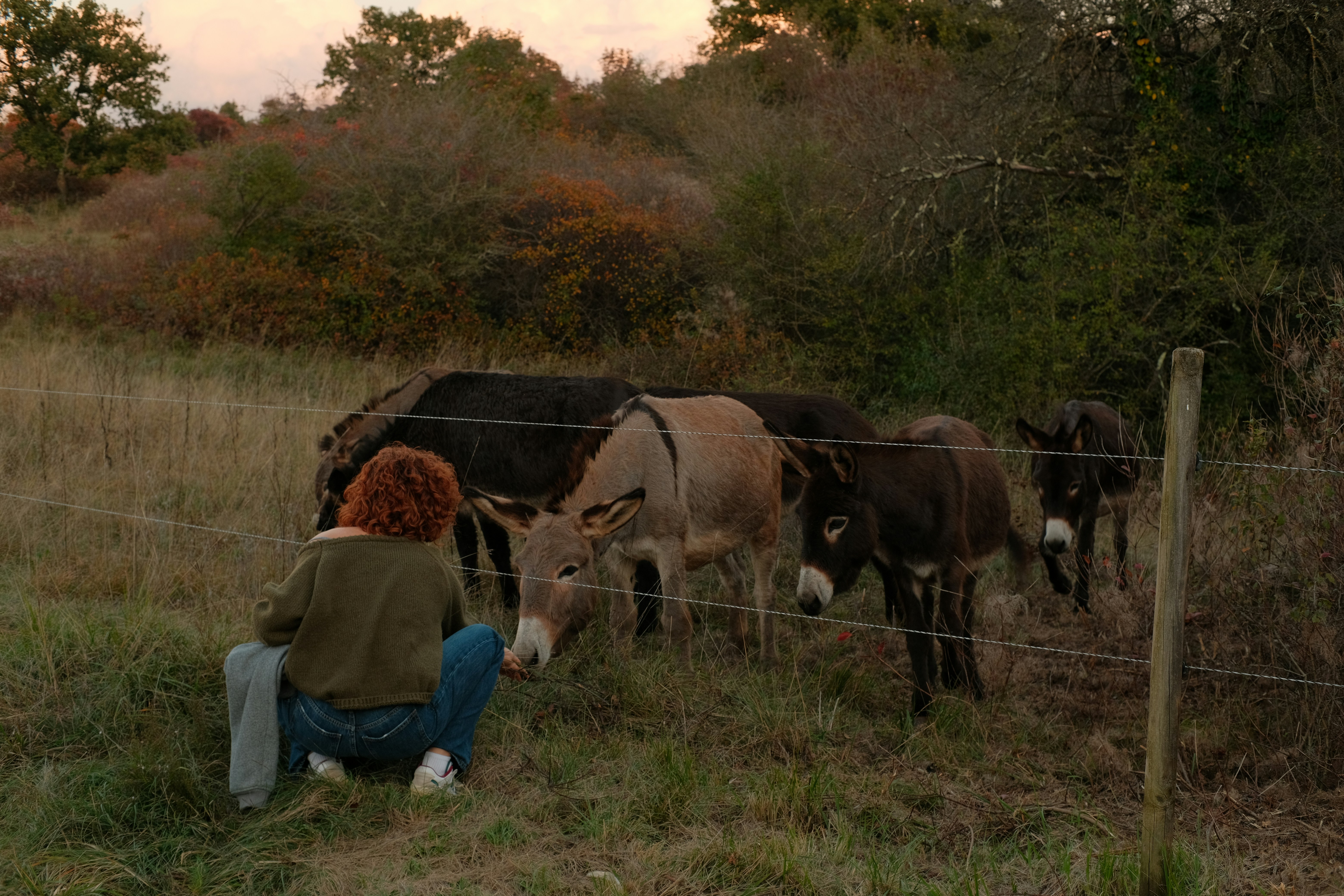 A person feeding donkeys over a fence