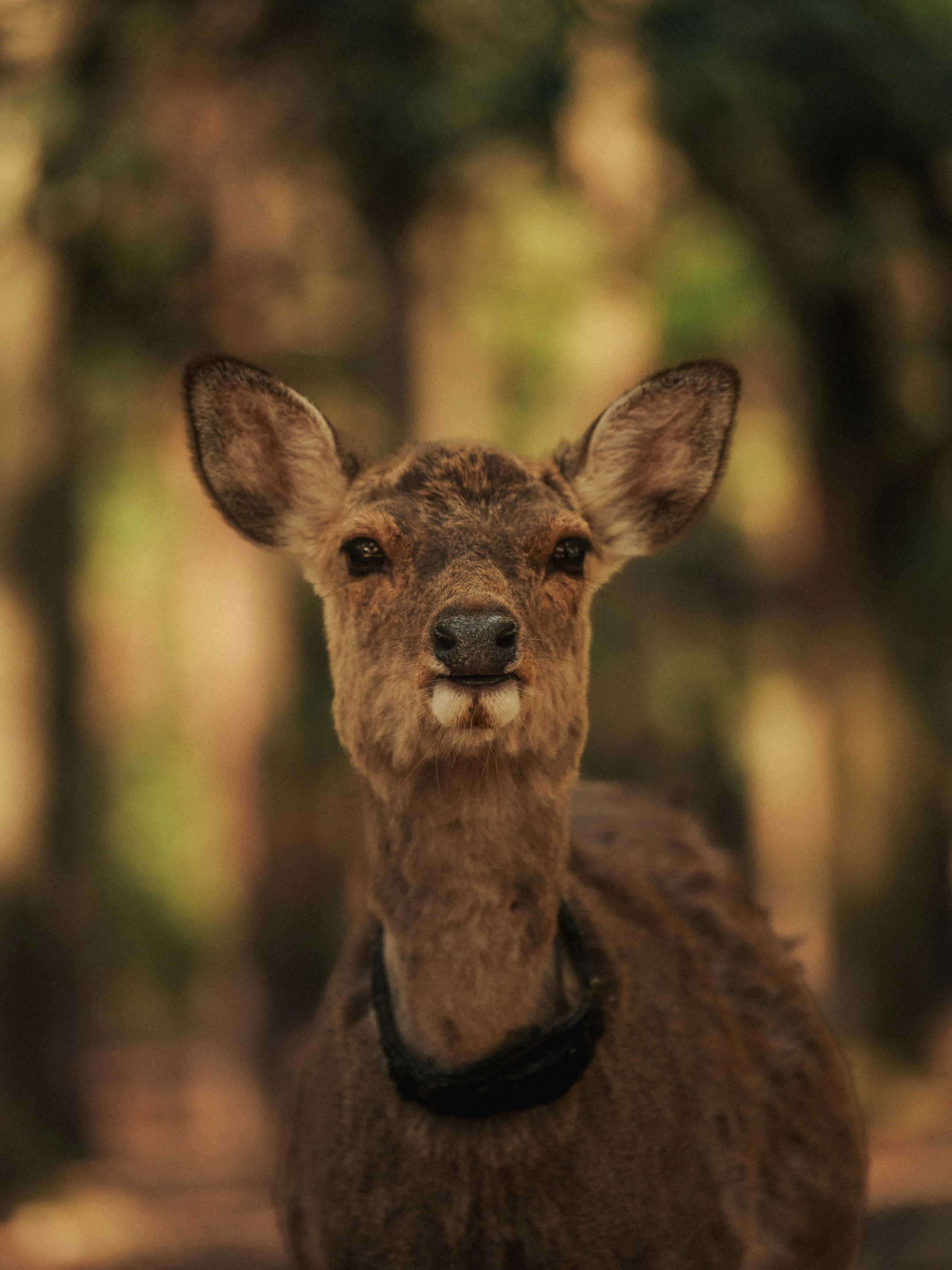 Photo by sebastiandugudae